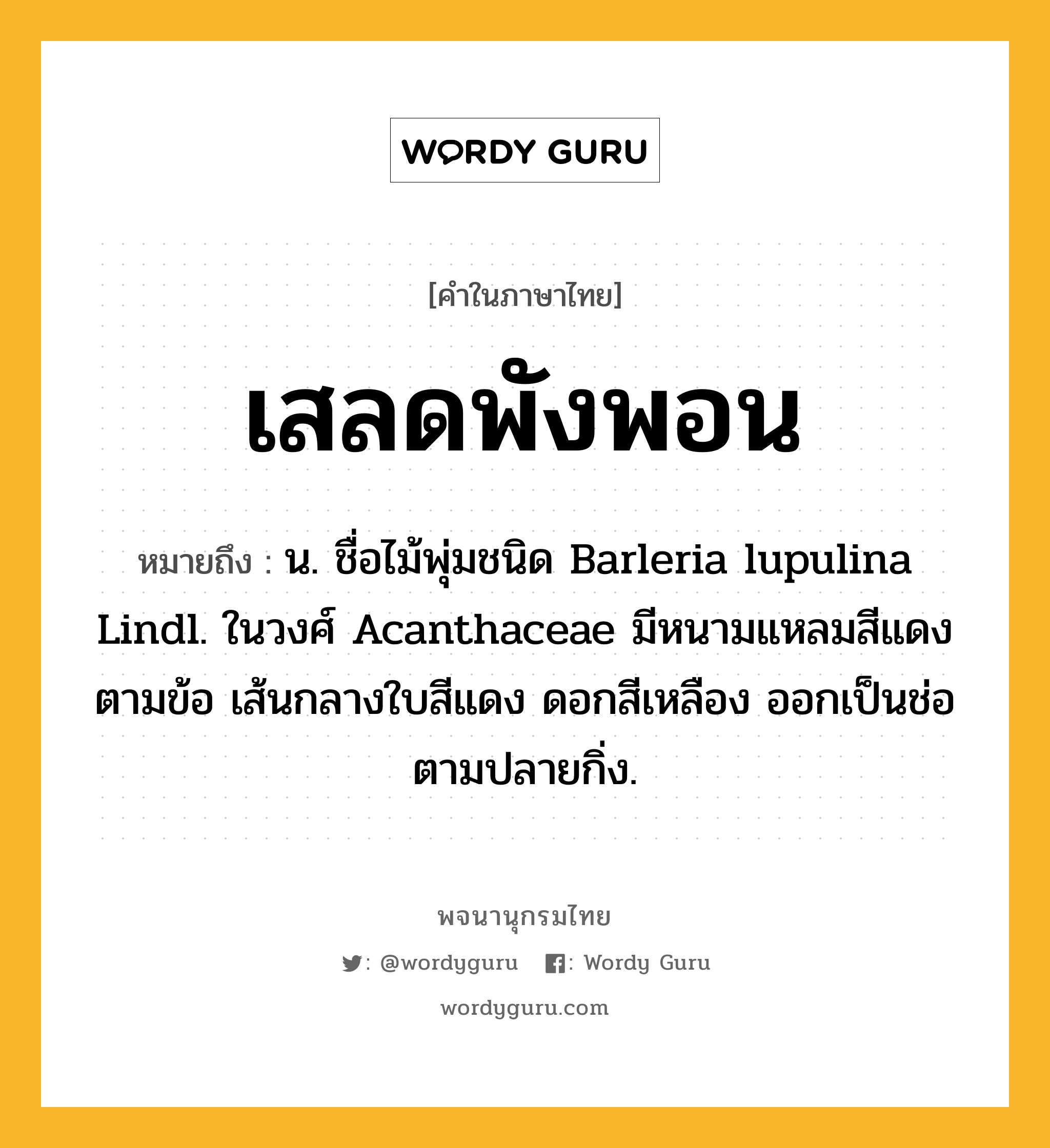 เสลดพังพอน หมายถึงอะไร?, คำในภาษาไทย เสลดพังพอน หมายถึง น. ชื่อไม้พุ่มชนิด Barleria lupulina Lindl. ในวงศ์ Acanthaceae มีหนามแหลมสีแดงตามข้อ เส้นกลางใบสีแดง ดอกสีเหลือง ออกเป็นช่อตามปลายกิ่ง.