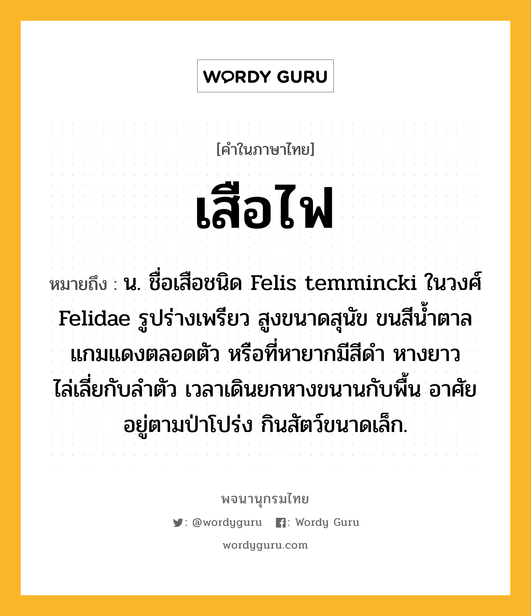 เสือไฟ ความหมาย หมายถึงอะไร?, คำในภาษาไทย เสือไฟ หมายถึง น. ชื่อเสือชนิด Felis temmincki ในวงศ์ Felidae รูปร่างเพรียว สูงขนาดสุนัข ขนสีนํ้าตาลแกมแดงตลอดตัว หรือที่หายากมีสีดำ หางยาวไล่เลี่ยกับลำตัว เวลาเดินยกหางขนานกับพื้น อาศัยอยู่ตามป่าโปร่ง กินสัตว์ขนาดเล็ก.