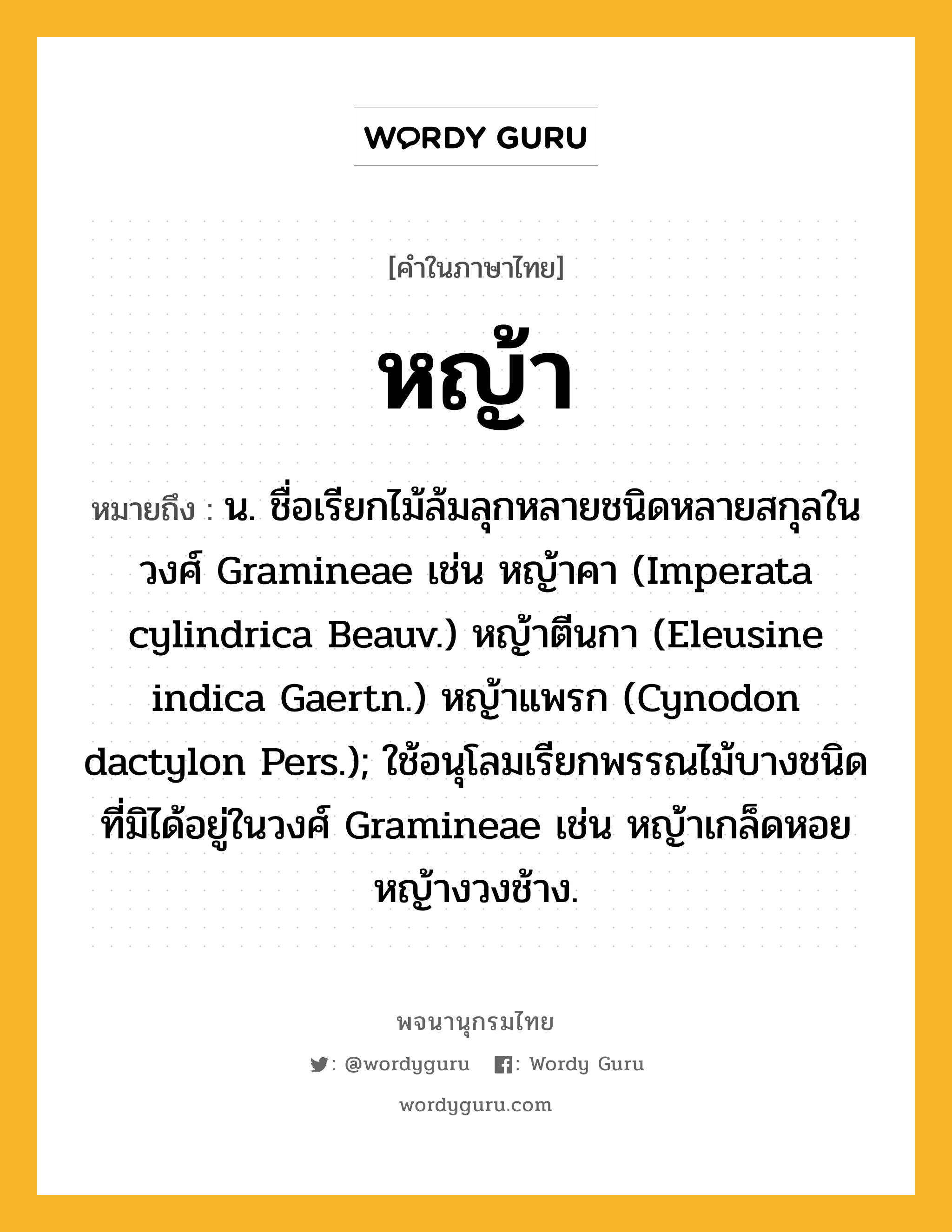 หญ้า หมายถึงอะไร?, คำในภาษาไทย หญ้า หมายถึง น. ชื่อเรียกไม้ล้มลุกหลายชนิดหลายสกุลในวงศ์ Gramineae เช่น หญ้าคา (Imperata cylindrica Beauv.) หญ้าตีนกา (Eleusine indica Gaertn.) หญ้าแพรก (Cynodon dactylon Pers.); ใช้อนุโลมเรียกพรรณไม้บางชนิดที่มิได้อยู่ในวงศ์ Gramineae เช่น หญ้าเกล็ดหอย หญ้างวงช้าง.