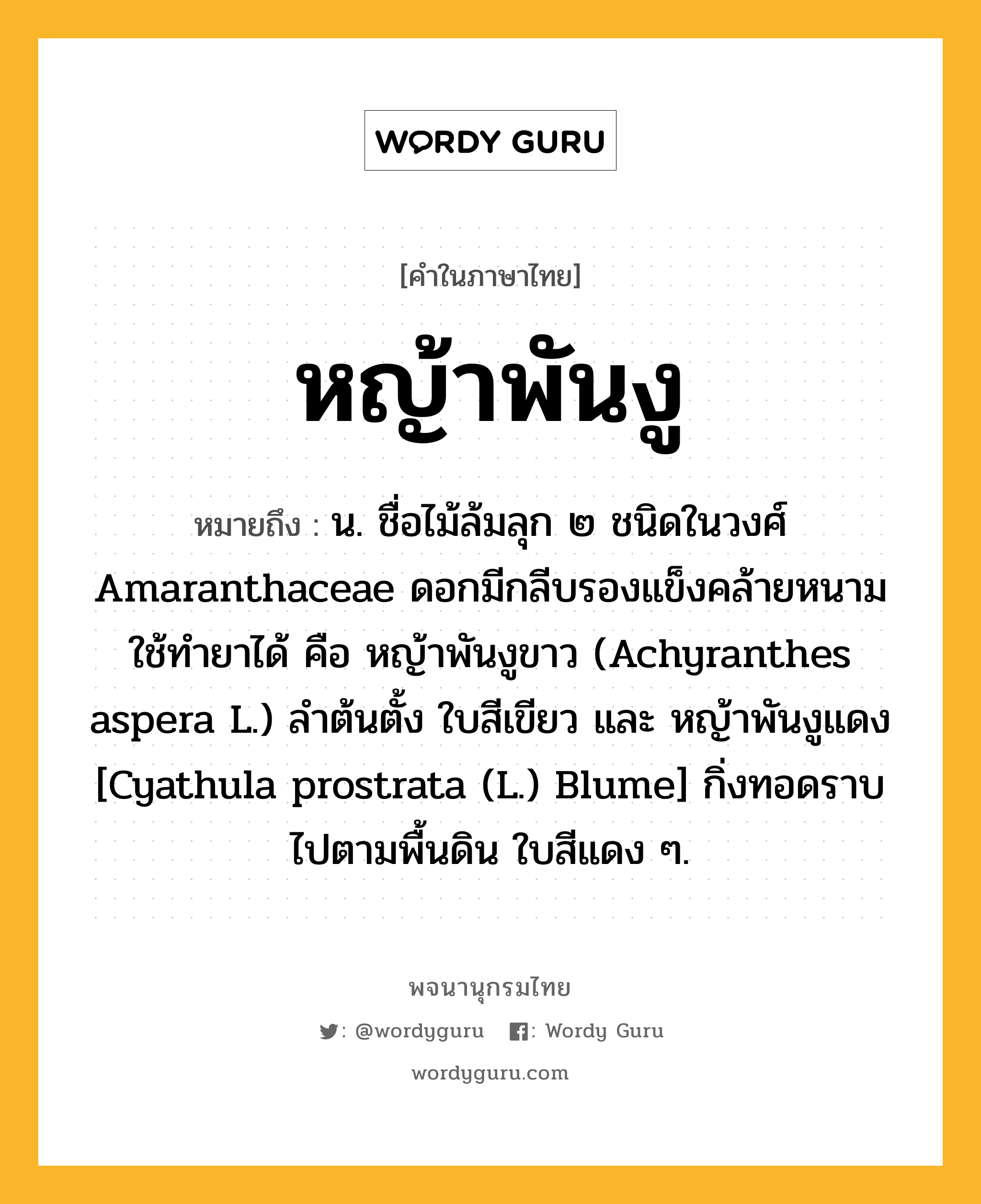 หญ้าพันงู หมายถึงอะไร?, คำในภาษาไทย หญ้าพันงู หมายถึง น. ชื่อไม้ล้มลุก ๒ ชนิดในวงศ์ Amaranthaceae ดอกมีกลีบรองแข็งคล้ายหนาม ใช้ทํายาได้ คือ หญ้าพันงูขาว (Achyranthes aspera L.) ลําต้นตั้ง ใบสีเขียว และ หญ้าพันงูแดง [Cyathula prostrata (L.) Blume] กิ่งทอดราบไปตามพื้นดิน ใบสีแดง ๆ.