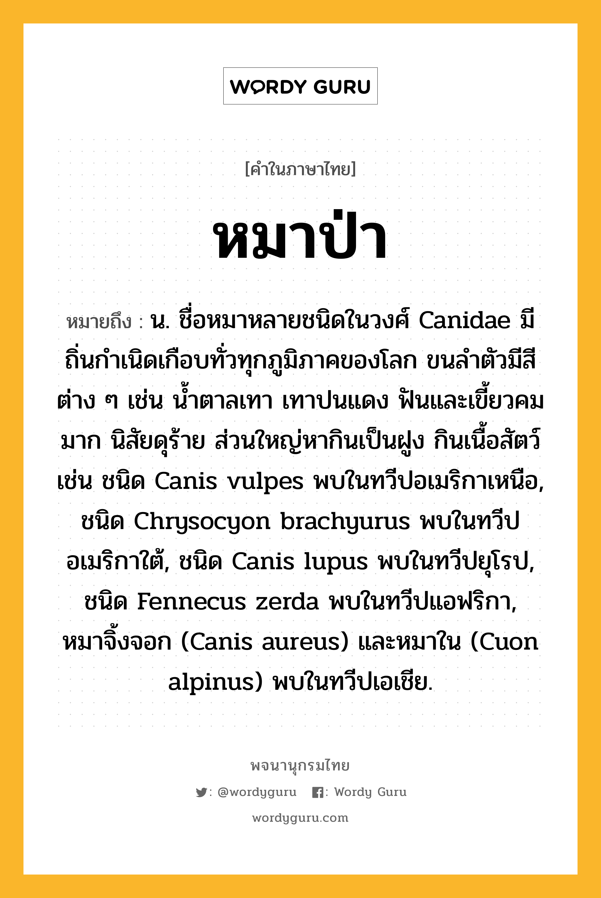 หมาป่า หมายถึงอะไร?, คำในภาษาไทย หมาป่า หมายถึง น. ชื่อหมาหลายชนิดในวงศ์ Canidae มีถิ่นกําเนิดเกือบทั่วทุกภูมิภาคของโลก ขนลําตัวมีสีต่าง ๆ เช่น นํ้าตาลเทา เทาปนแดง ฟันและเขี้ยวคมมาก นิสัยดุร้าย ส่วนใหญ่หากินเป็นฝูง กินเนื้อสัตว์ เช่น ชนิด Canis vulpes พบในทวีปอเมริกาเหนือ, ชนิด Chrysocyon brachyurus พบในทวีปอเมริกาใต้, ชนิด Canis lupus พบในทวีปยุโรป, ชนิด Fennecus zerda พบในทวีปแอฟริกา, หมาจิ้งจอก (Canis aureus) และหมาใน (Cuon alpinus) พบในทวีปเอเชีย.