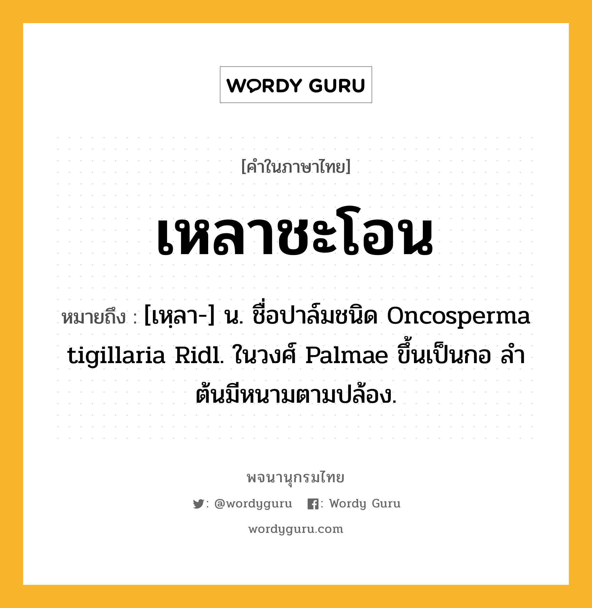 เหลาชะโอน ความหมาย หมายถึงอะไร?, คำในภาษาไทย เหลาชะโอน หมายถึง [เหฺลา-] น. ชื่อปาล์มชนิด Oncosperma tigillaria Ridl. ในวงศ์ Palmae ขึ้นเป็นกอ ลําต้นมีหนามตามปล้อง.