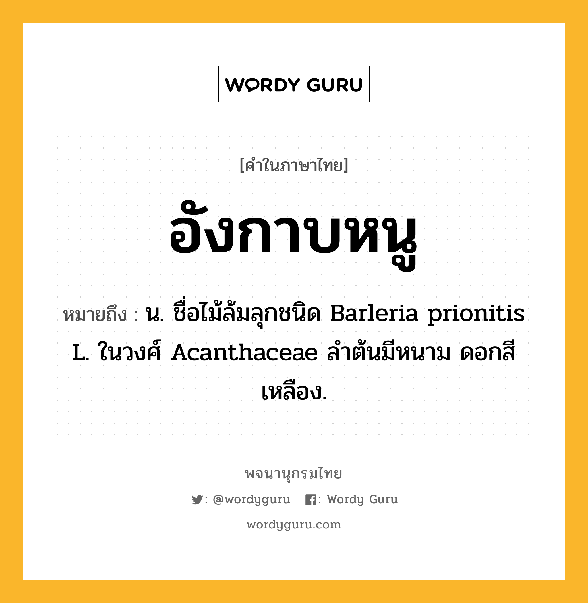 อังกาบหนู ความหมาย หมายถึงอะไร?, คำในภาษาไทย อังกาบหนู หมายถึง น. ชื่อไม้ล้มลุกชนิด Barleria prionitis L. ในวงศ์ Acanthaceae ลําต้นมีหนาม ดอกสีเหลือง.