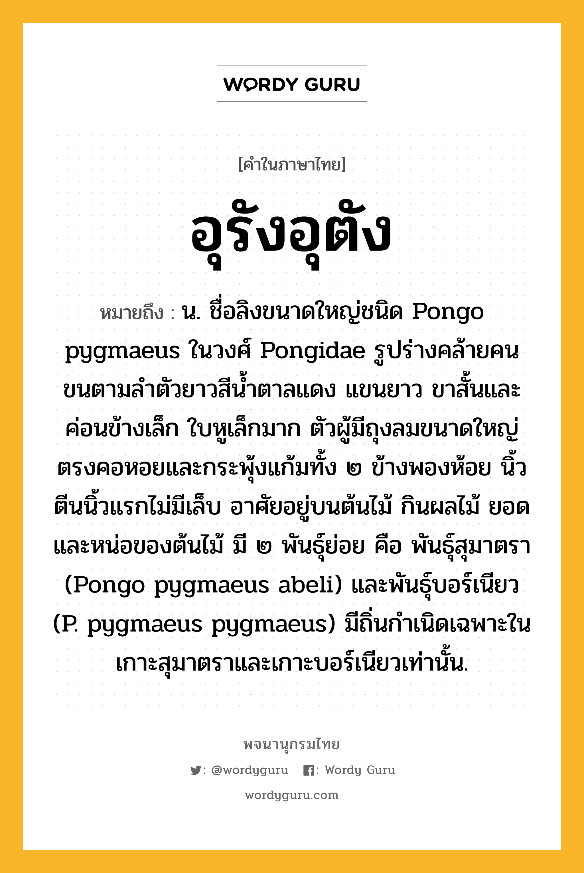 อุรังอุตัง หมายถึงอะไร?, คำในภาษาไทย อุรังอุตัง หมายถึง น. ชื่อลิงขนาดใหญ่ชนิด Pongo pygmaeus ในวงศ์ Pongidae รูปร่างคล้ายคน ขนตามลําตัวยาวสีนํ้าตาลแดง แขนยาว ขาสั้นและค่อนข้างเล็ก ใบหูเล็กมาก ตัวผู้มีถุงลมขนาดใหญ่ตรงคอหอยและกระพุ้งแก้มทั้ง ๒ ข้างพองห้อย นิ้วตีนนิ้วแรกไม่มีเล็บ อาศัยอยู่บนต้นไม้ กินผลไม้ ยอดและหน่อของต้นไม้ มี ๒ พันธุ์ย่อย คือ พันธุ์สุมาตรา (Pongo pygmaeus abeli) และพันธุ์บอร์เนียว (P. pygmaeus pygmaeus) มีถิ่นกําเนิดเฉพาะในเกาะสุมาตราและเกาะบอร์เนียวเท่านั้น.