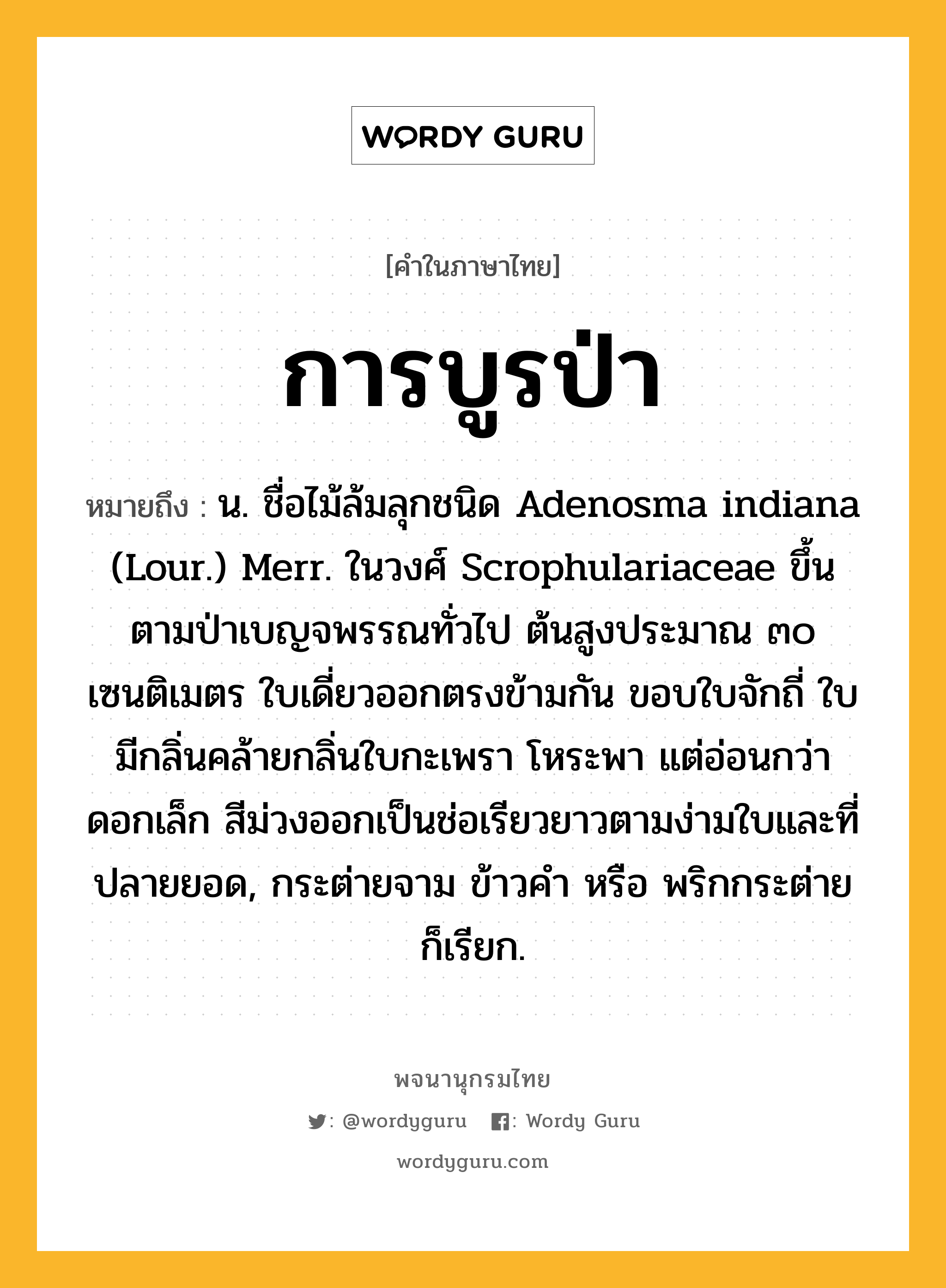 การบูรป่า หมายถึงอะไร?, คำในภาษาไทย การบูรป่า หมายถึง น. ชื่อไม้ล้มลุกชนิด Adenosma indiana (Lour.) Merr. ในวงศ์ Scrophulariaceae ขึ้นตามป่าเบญจพรรณทั่วไป ต้นสูงประมาณ ๓๐ เซนติเมตร ใบเดี่ยวออกตรงข้ามกัน ขอบใบจักถี่ ใบมีกลิ่นคล้ายกลิ่นใบกะเพรา โหระพา แต่อ่อนกว่า ดอกเล็ก สีม่วงออกเป็นช่อเรียวยาวตามง่ามใบและที่ปลายยอด, กระต่ายจาม ข้าวคํา หรือ พริกกระต่าย ก็เรียก.