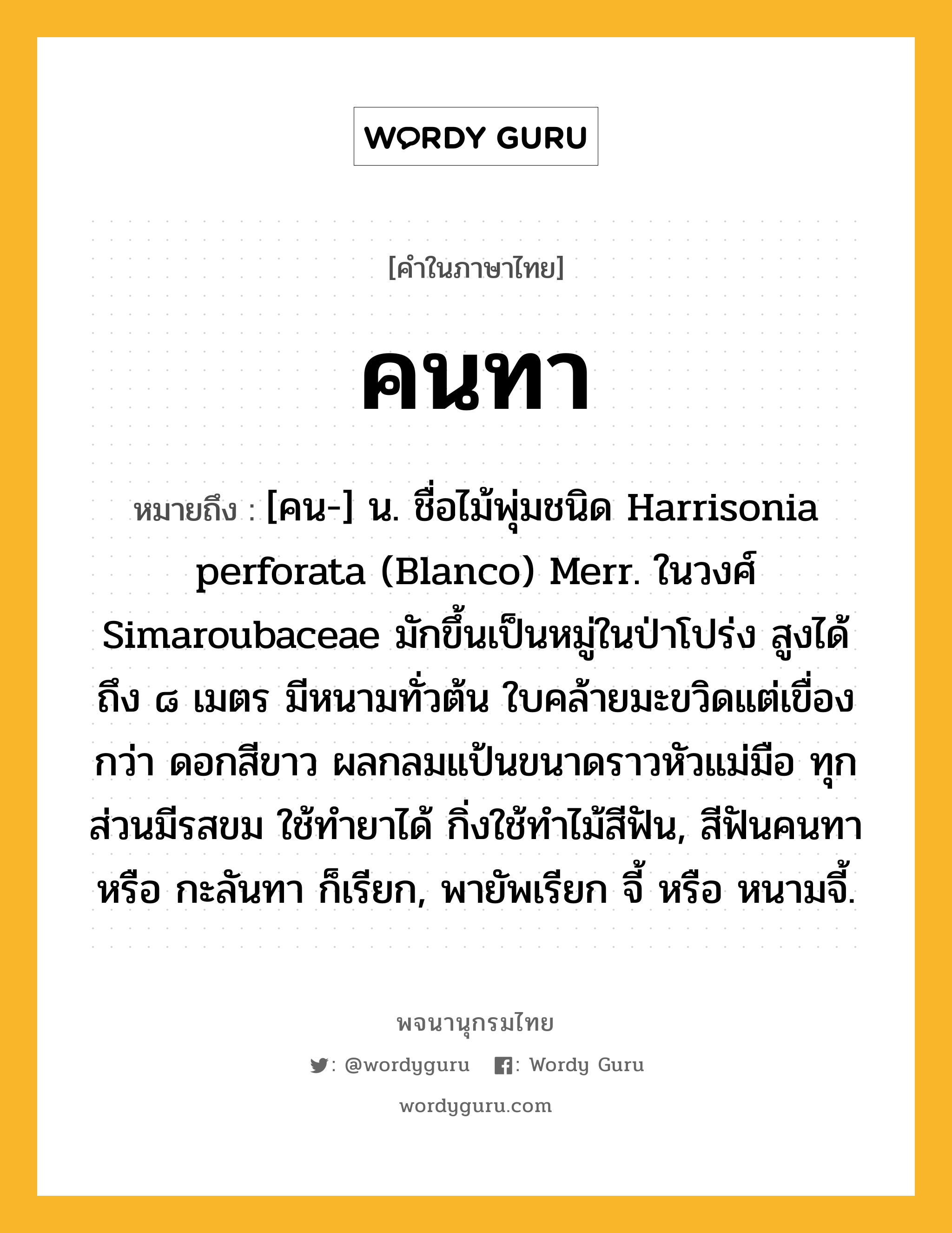 คนทา หมายถึงอะไร?, คำในภาษาไทย คนทา หมายถึง [คน-] น. ชื่อไม้พุ่มชนิด Harrisonia perforata (Blanco) Merr. ในวงศ์ Simaroubaceae มักขึ้นเป็นหมู่ในป่าโปร่ง สูงได้ถึง ๘ เมตร มีหนามทั่วต้น ใบคล้ายมะขวิดแต่เขื่องกว่า ดอกสีขาว ผลกลมแป้นขนาดราวหัวแม่มือ ทุกส่วนมีรสขม ใช้ทํายาได้ กิ่งใช้ทําไม้สีฟัน, สีฟันคนทา หรือ กะลันทา ก็เรียก, พายัพเรียก จี้ หรือ หนามจี้.