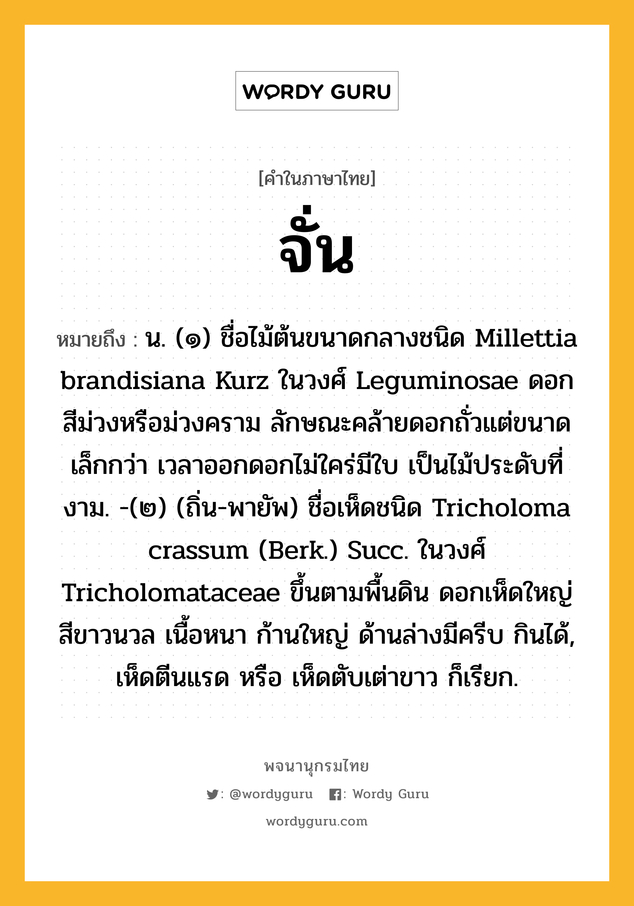 จั่น หมายถึงอะไร?, คำในภาษาไทย จั่น หมายถึง น. (๑) ชื่อไม้ต้นขนาดกลางชนิด Millettia brandisiana Kurz ในวงศ์ Leguminosae ดอกสีม่วงหรือม่วงคราม ลักษณะคล้ายดอกถั่วแต่ขนาดเล็กกว่า เวลาออกดอกไม่ใคร่มีใบ เป็นไม้ประดับที่งาม. -(๒) (ถิ่น-พายัพ) ชื่อเห็ดชนิด Tricholoma crassum (Berk.) Succ. ในวงศ์ Tricholomataceae ขึ้นตามพื้นดิน ดอกเห็ดใหญ่ สีขาวนวล เนื้อหนา ก้านใหญ่ ด้านล่างมีครีบ กินได้, เห็ดตีนแรด หรือ เห็ดตับเต่าขาว ก็เรียก.