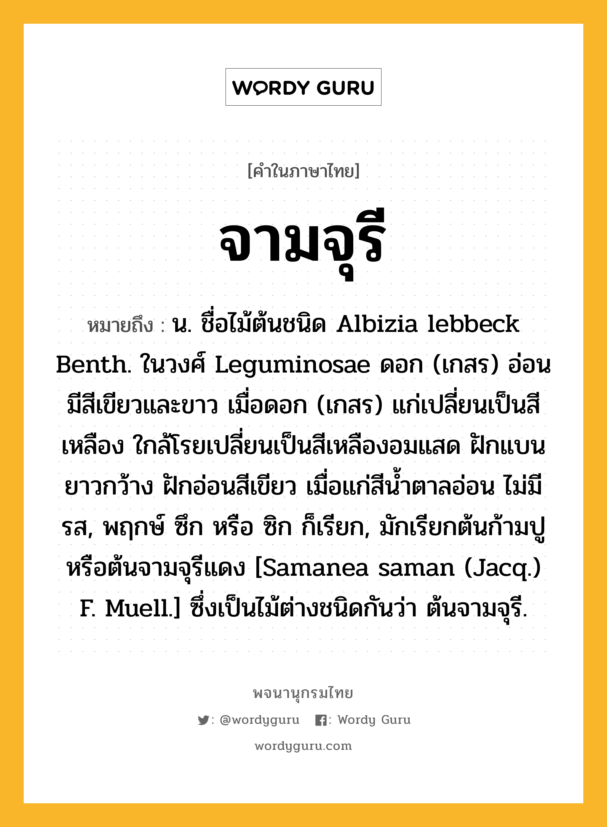 จามจุรี หมายถึงอะไร?, คำในภาษาไทย จามจุรี หมายถึง น. ชื่อไม้ต้นชนิด Albizia lebbeck Benth. ในวงศ์ Leguminosae ดอก (เกสร) อ่อนมีสีเขียวและขาว เมื่อดอก (เกสร) แก่เปลี่ยนเป็นสีเหลือง ใกล้โรยเปลี่ยนเป็นสีเหลืองอมแสด ฝักแบนยาวกว้าง ฝักอ่อนสีเขียว เมื่อแก่สีนํ้าตาลอ่อน ไม่มีรส, พฤกษ์ ซึก หรือ ซิก ก็เรียก, มักเรียกต้นก้ามปู หรือต้นจามจุรีแดง [Samanea saman (Jacq.) F. Muell.] ซึ่งเป็นไม้ต่างชนิดกันว่า ต้นจามจุรี.