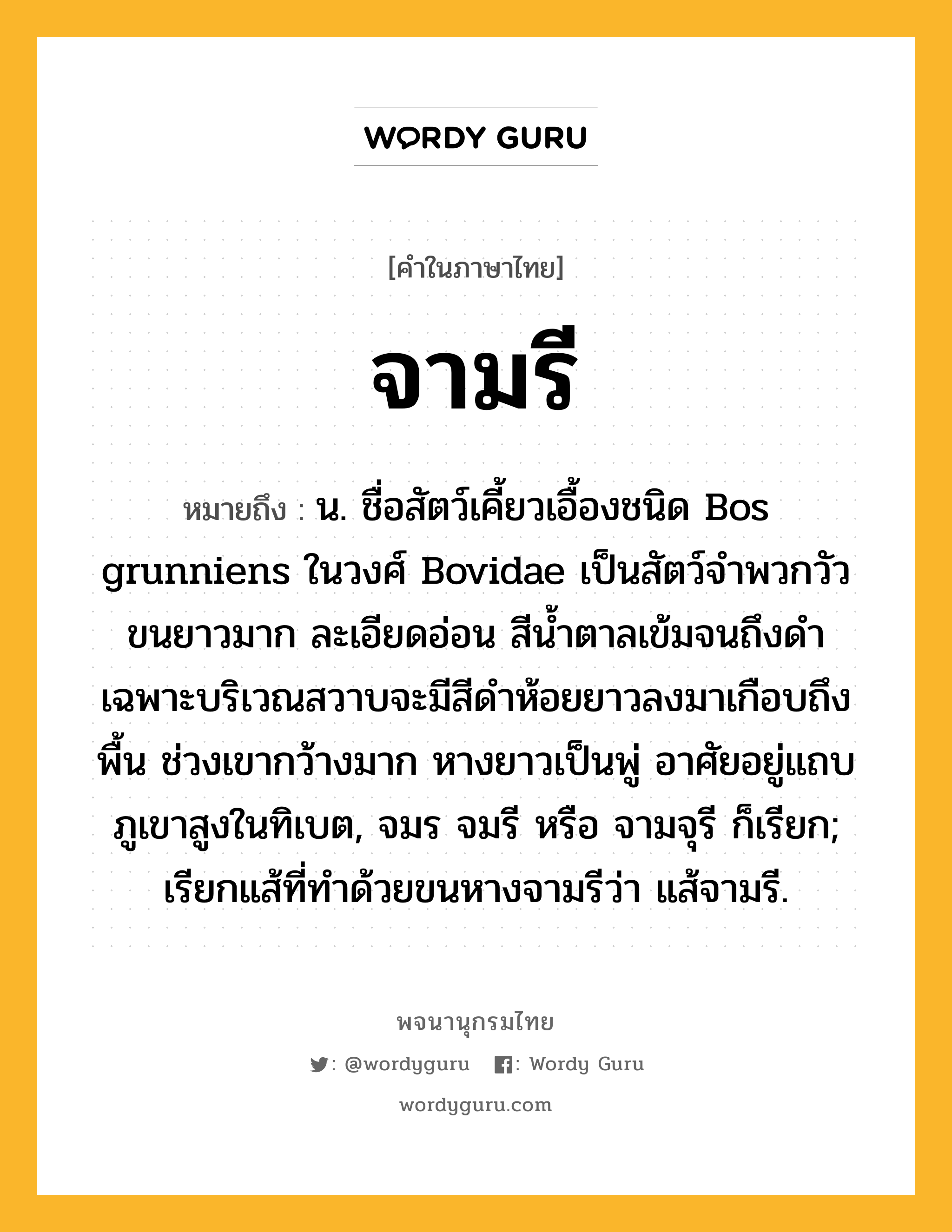 จามรี หมายถึงอะไร?, คำในภาษาไทย จามรี หมายถึง น. ชื่อสัตว์เคี้ยวเอื้องชนิด Bos grunniens ในวงศ์ Bovidae เป็นสัตว์จำพวกวัว ขนยาวมาก ละเอียดอ่อน สีนํ้าตาลเข้มจนถึงดำ เฉพาะบริเวณสวาบจะมีสีดําห้อยยาวลงมาเกือบถึงพื้น ช่วงเขากว้างมาก หางยาวเป็นพู่ อาศัยอยู่แถบภูเขาสูงในทิเบต, จมร จมรี หรือ จามจุรี ก็เรียก; เรียกแส้ที่ทําด้วยขนหางจามรีว่า แส้จามรี.