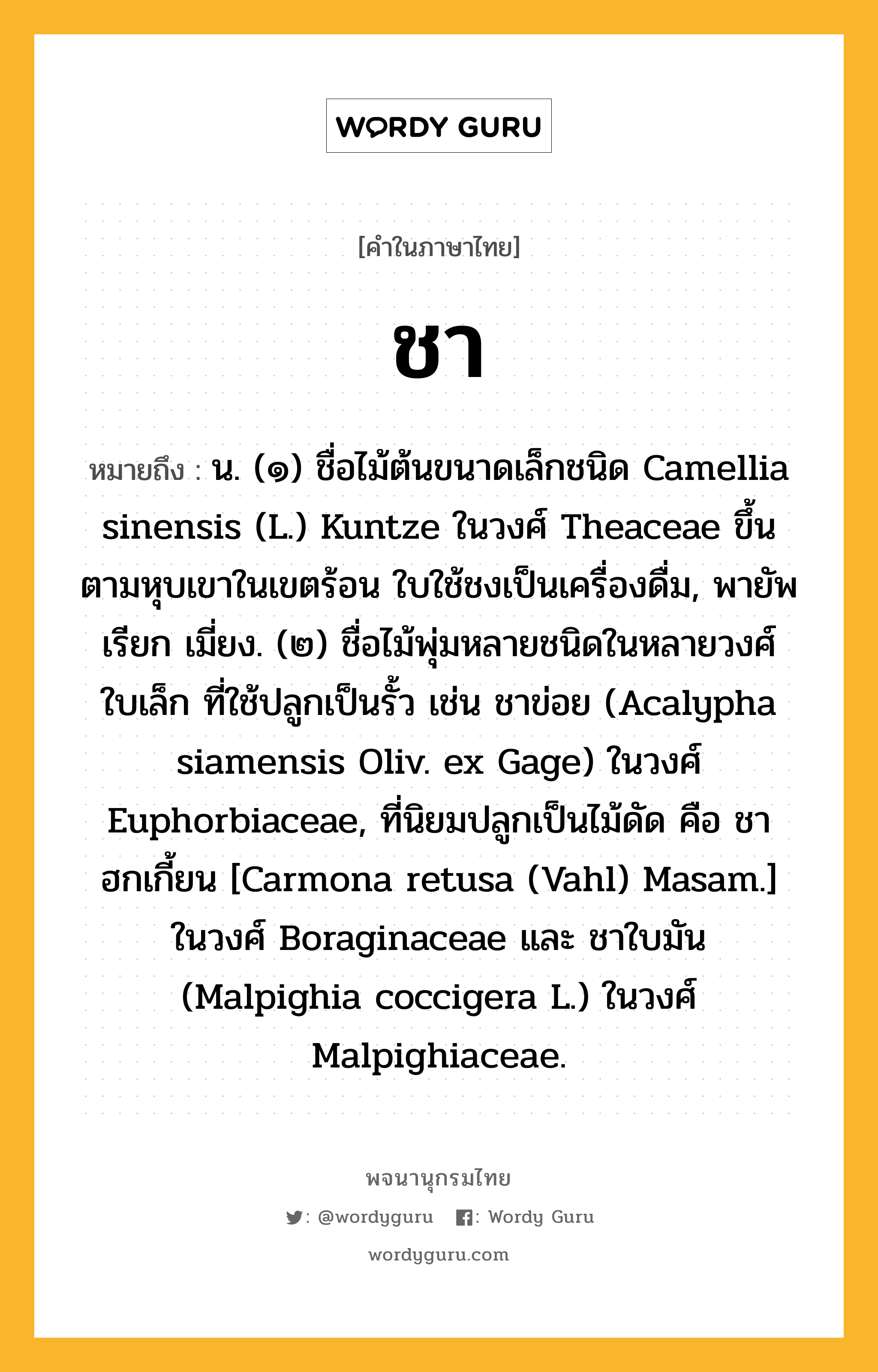 ชา หมายถึงอะไร?, คำในภาษาไทย ชา หมายถึง น. (๑) ชื่อไม้ต้นขนาดเล็กชนิด Camellia sinensis (L.) Kuntze ในวงศ์ Theaceae ขึ้นตามหุบเขาในเขตร้อน ใบใช้ชงเป็นเครื่องดื่ม, พายัพเรียก เมี่ยง. (๒) ชื่อไม้พุ่มหลายชนิดในหลายวงศ์ ใบเล็ก ที่ใช้ปลูกเป็นรั้ว เช่น ชาข่อย (Acalypha siamensis Oliv. ex Gage) ในวงศ์ Euphorbiaceae, ที่นิยมปลูกเป็นไม้ดัด คือ ชาฮกเกี้ยน [Carmona retusa (Vahl) Masam.] ในวงศ์ Boraginaceae และ ชาใบมัน (Malpighia coccigera L.) ในวงศ์ Malpighiaceae.