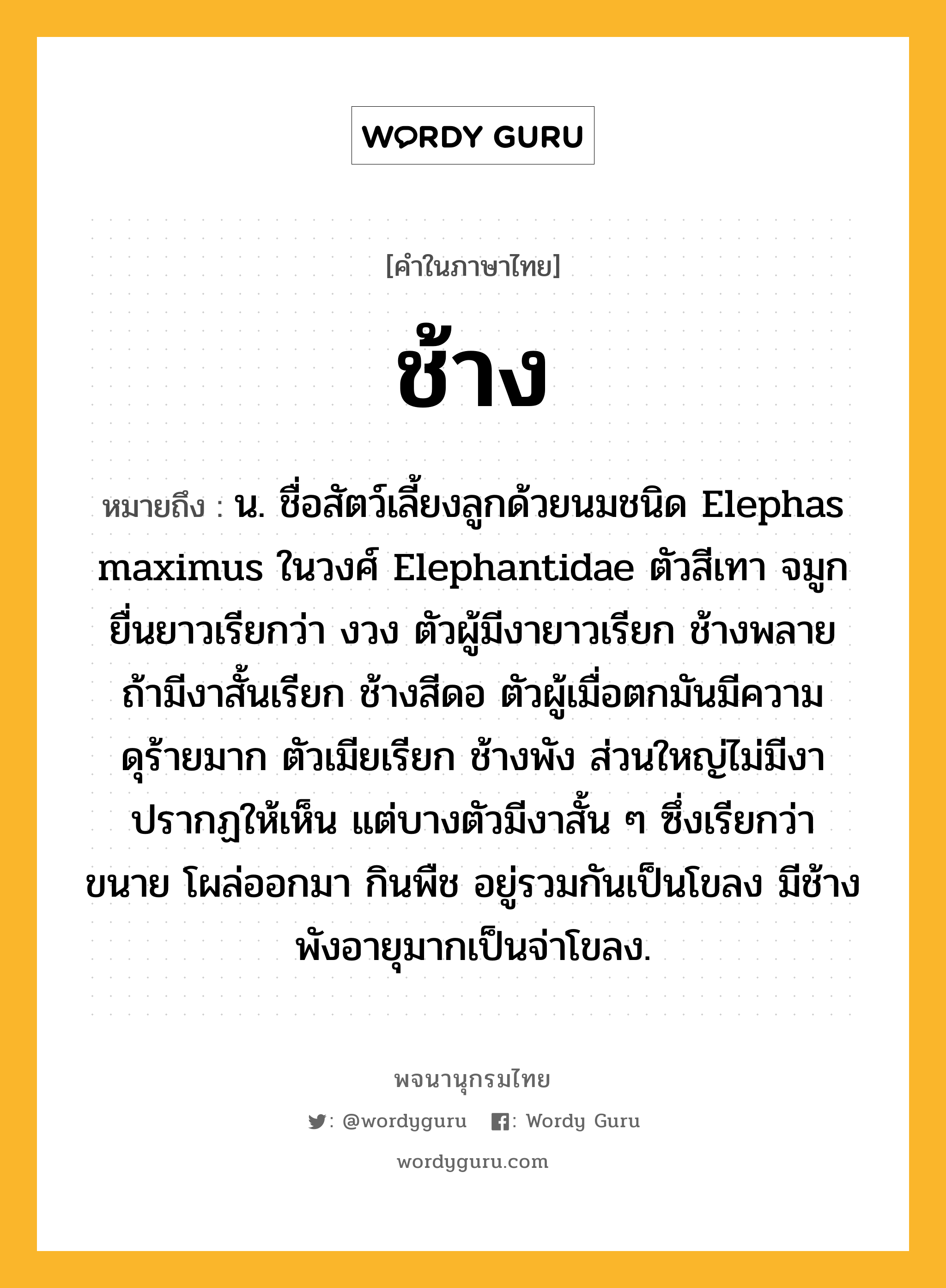 ช้าง หมายถึงอะไร?, คำในภาษาไทย ช้าง หมายถึง น. ชื่อสัตว์เลี้ยงลูกด้วยนมชนิด Elephas maximus ในวงศ์ Elephantidae ตัวสีเทา จมูกยื่นยาวเรียกว่า งวง ตัวผู้มีงายาวเรียก ช้างพลาย ถ้ามีงาสั้นเรียก ช้างสีดอ ตัวผู้เมื่อตกมันมีความดุร้ายมาก ตัวเมียเรียก ช้างพัง ส่วนใหญ่ไม่มีงาปรากฏให้เห็น แต่บางตัวมีงาสั้น ๆ ซึ่งเรียกว่า ขนาย โผล่ออกมา กินพืช อยู่รวมกันเป็นโขลง มีช้างพังอายุมากเป็นจ่าโขลง.