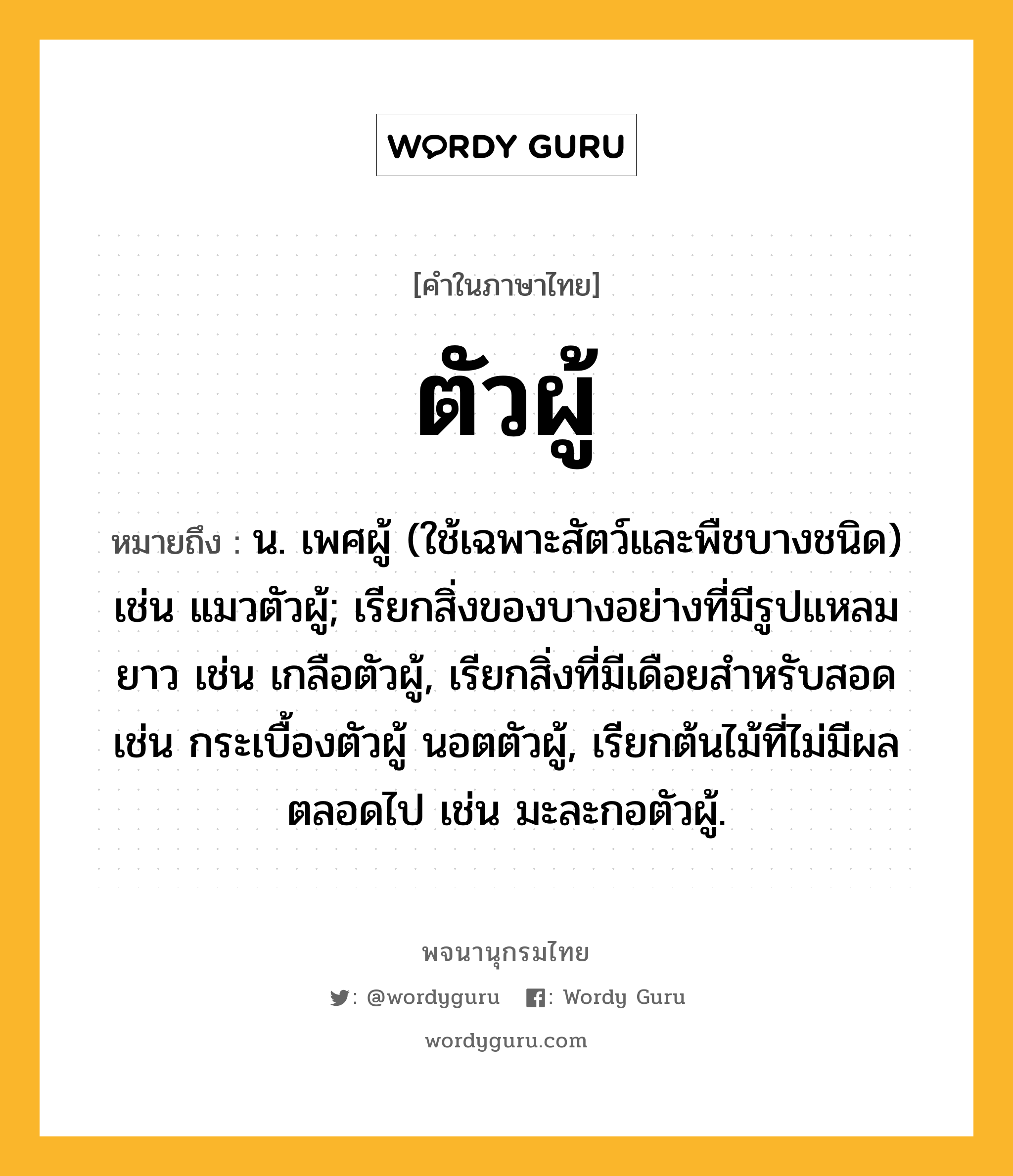 ตัวผู้ หมายถึงอะไร?, คำในภาษาไทย ตัวผู้ หมายถึง น. เพศผู้ (ใช้เฉพาะสัตว์และพืชบางชนิด) เช่น แมวตัวผู้; เรียกสิ่งของบางอย่างที่มีรูปแหลมยาว เช่น เกลือตัวผู้, เรียกสิ่งที่มีเดือยสําหรับสอด เช่น กระเบื้องตัวผู้ นอตตัวผู้, เรียกต้นไม้ที่ไม่มีผลตลอดไป เช่น มะละกอตัวผู้.