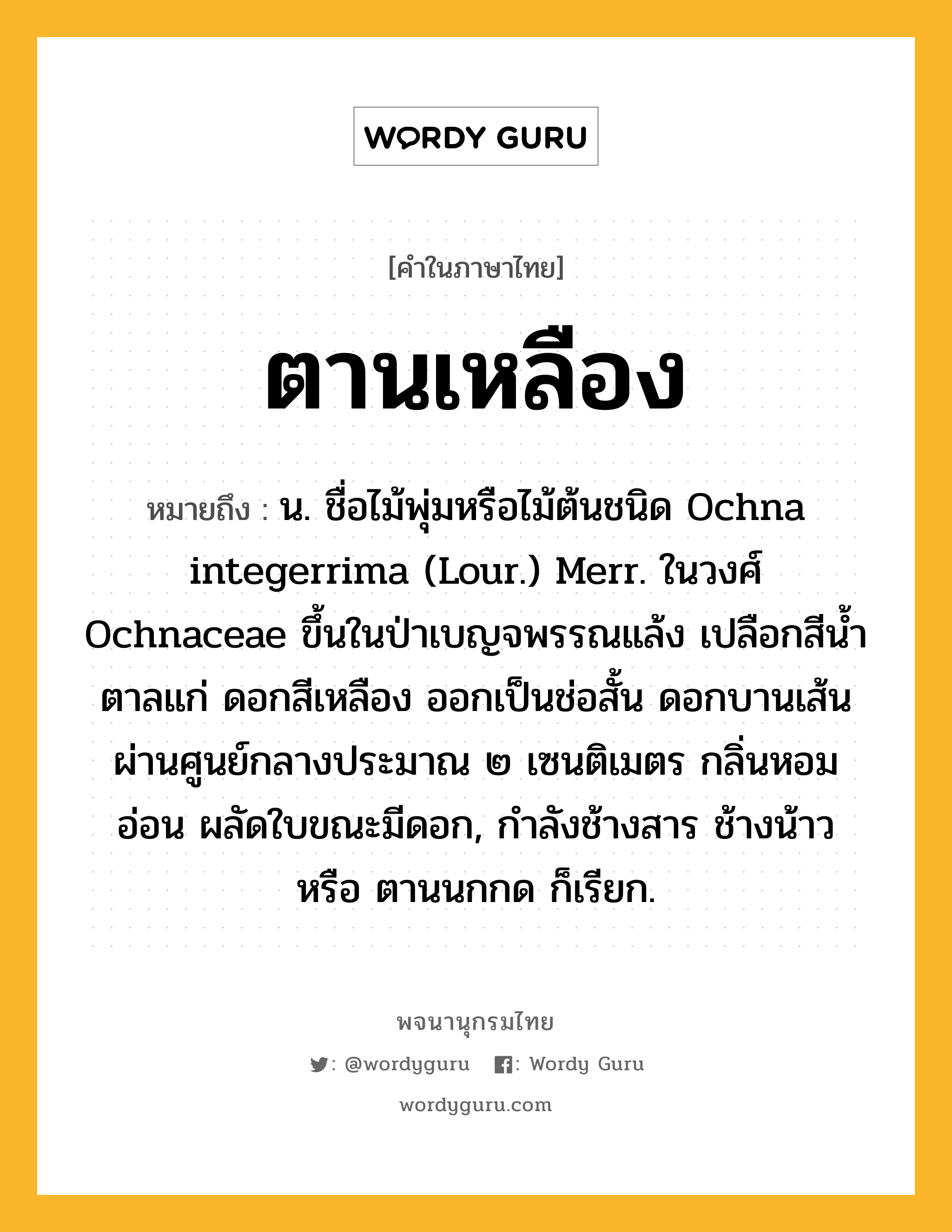 ตานเหลือง หมายถึงอะไร?, คำในภาษาไทย ตานเหลือง หมายถึง น. ชื่อไม้พุ่มหรือไม้ต้นชนิด Ochna integerrima (Lour.) Merr. ในวงศ์ Ochnaceae ขึ้นในป่าเบญจพรรณแล้ง เปลือกสีนํ้าตาลแก่ ดอกสีเหลือง ออกเป็นช่อสั้น ดอกบานเส้นผ่านศูนย์กลางประมาณ ๒ เซนติเมตร กลิ่นหอมอ่อน ผลัดใบขณะมีดอก, กําลังช้างสาร ช้างน้าว หรือ ตานนกกด ก็เรียก.