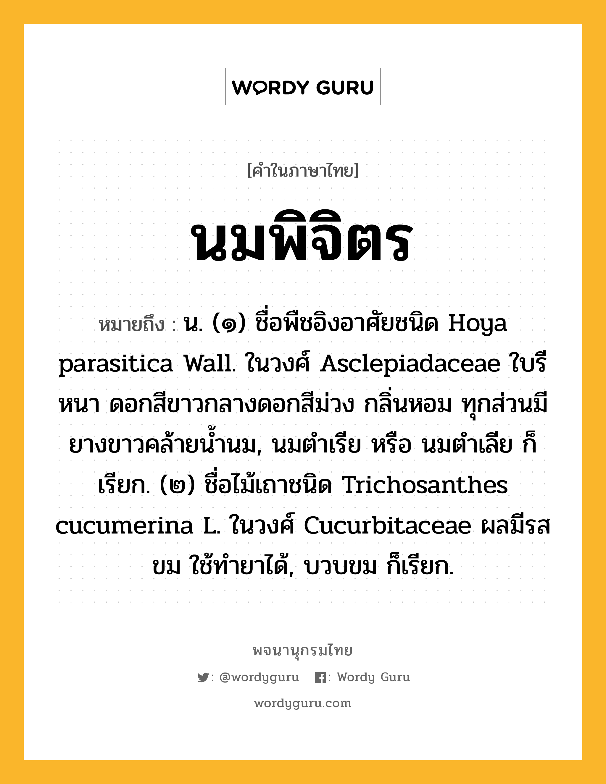 นมพิจิตร หมายถึงอะไร?, คำในภาษาไทย นมพิจิตร หมายถึง น. (๑) ชื่อพืชอิงอาศัยชนิด Hoya parasitica Wall. ในวงศ์ Asclepiadaceae ใบรี หนา ดอกสีขาวกลางดอกสีม่วง กลิ่นหอม ทุกส่วนมียางขาวคล้ายน้ำนม, นมตำเรีย หรือ นมตำเลีย ก็เรียก. (๒) ชื่อไม้เถาชนิด Trichosanthes cucumerina L. ในวงศ์ Cucurbitaceae ผลมีรสขม ใช้ทํายาได้, บวบขม ก็เรียก.