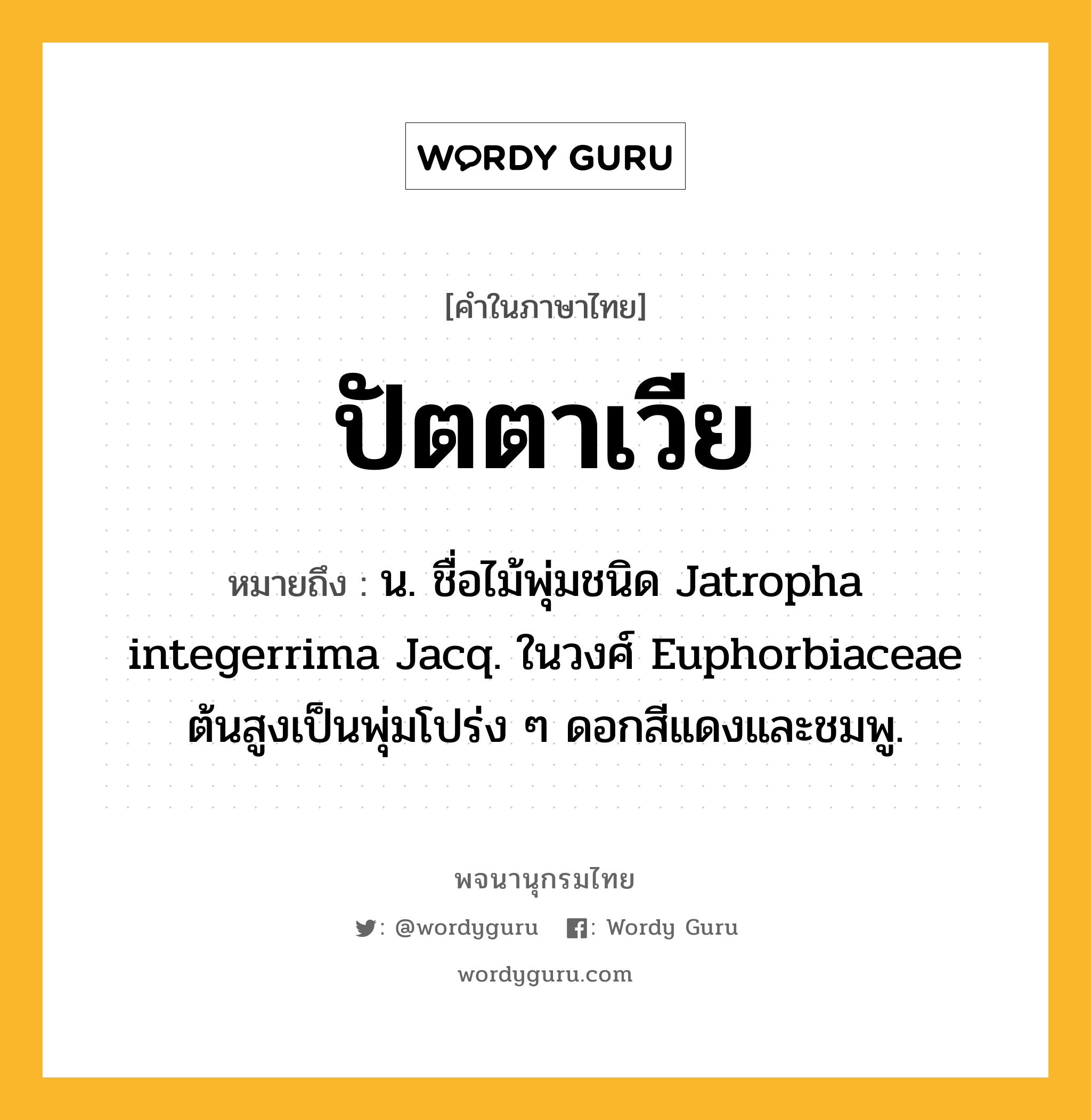 ปัตตาเวีย หมายถึงอะไร?, คำในภาษาไทย ปัตตาเวีย หมายถึง น. ชื่อไม้พุ่มชนิด Jatropha integerrima Jacq. ในวงศ์ Euphorbiaceae ต้นสูงเป็นพุ่มโปร่ง ๆ ดอกสีแดงและชมพู.