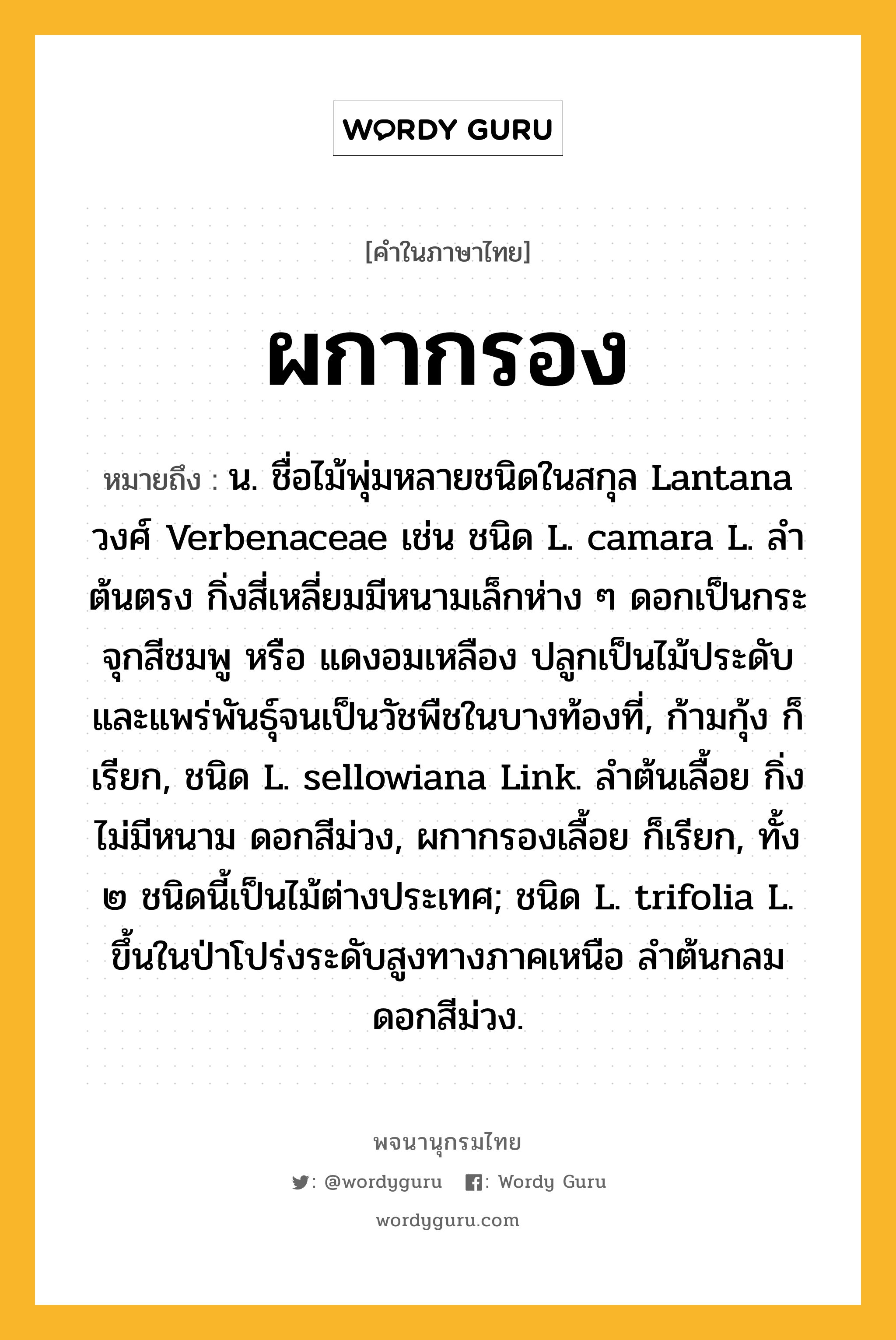 ผกากรอง หมายถึงอะไร?, คำในภาษาไทย ผกากรอง หมายถึง น. ชื่อไม้พุ่มหลายชนิดในสกุล Lantana วงศ์ Verbenaceae เช่น ชนิด L. camara L. ลําต้นตรง กิ่งสี่เหลี่ยมมีหนามเล็กห่าง ๆ ดอกเป็นกระจุกสีชมพู หรือ แดงอมเหลือง ปลูกเป็นไม้ประดับ และแพร่พันธุ์จนเป็นวัชพืชในบางท้องที่, ก้ามกุ้ง ก็เรียก, ชนิด L. sellowiana Link. ลําต้นเลื้อย กิ่งไม่มีหนาม ดอกสีม่วง, ผกากรองเลื้อย ก็เรียก, ทั้ง ๒ ชนิดนี้เป็นไม้ต่างประเทศ; ชนิด L. trifolia L. ขึ้นในป่าโปร่งระดับสูงทางภาคเหนือ ลําต้นกลม ดอกสีม่วง.