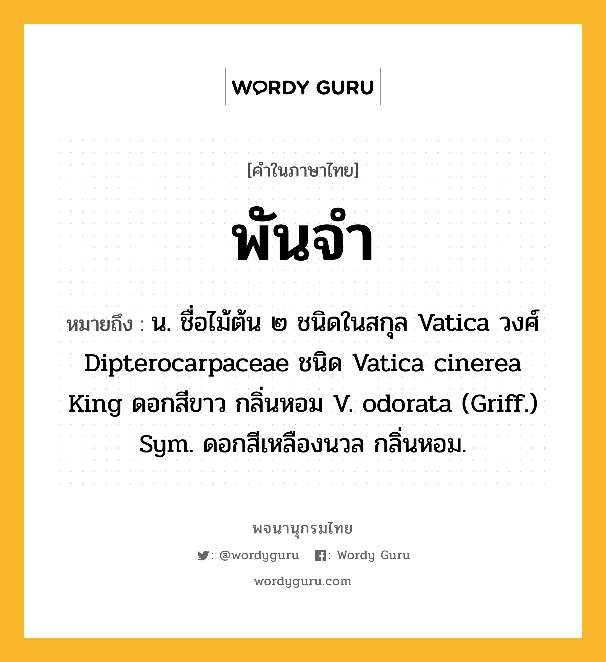 พันจำ หมายถึงอะไร?, คำในภาษาไทย พันจำ หมายถึง น. ชื่อไม้ต้น ๒ ชนิดในสกุล Vatica วงศ์ Dipterocarpaceae ชนิด Vatica cinerea King ดอกสีขาว กลิ่นหอม V. odorata (Griff.) Sym. ดอกสีเหลืองนวล กลิ่นหอม.