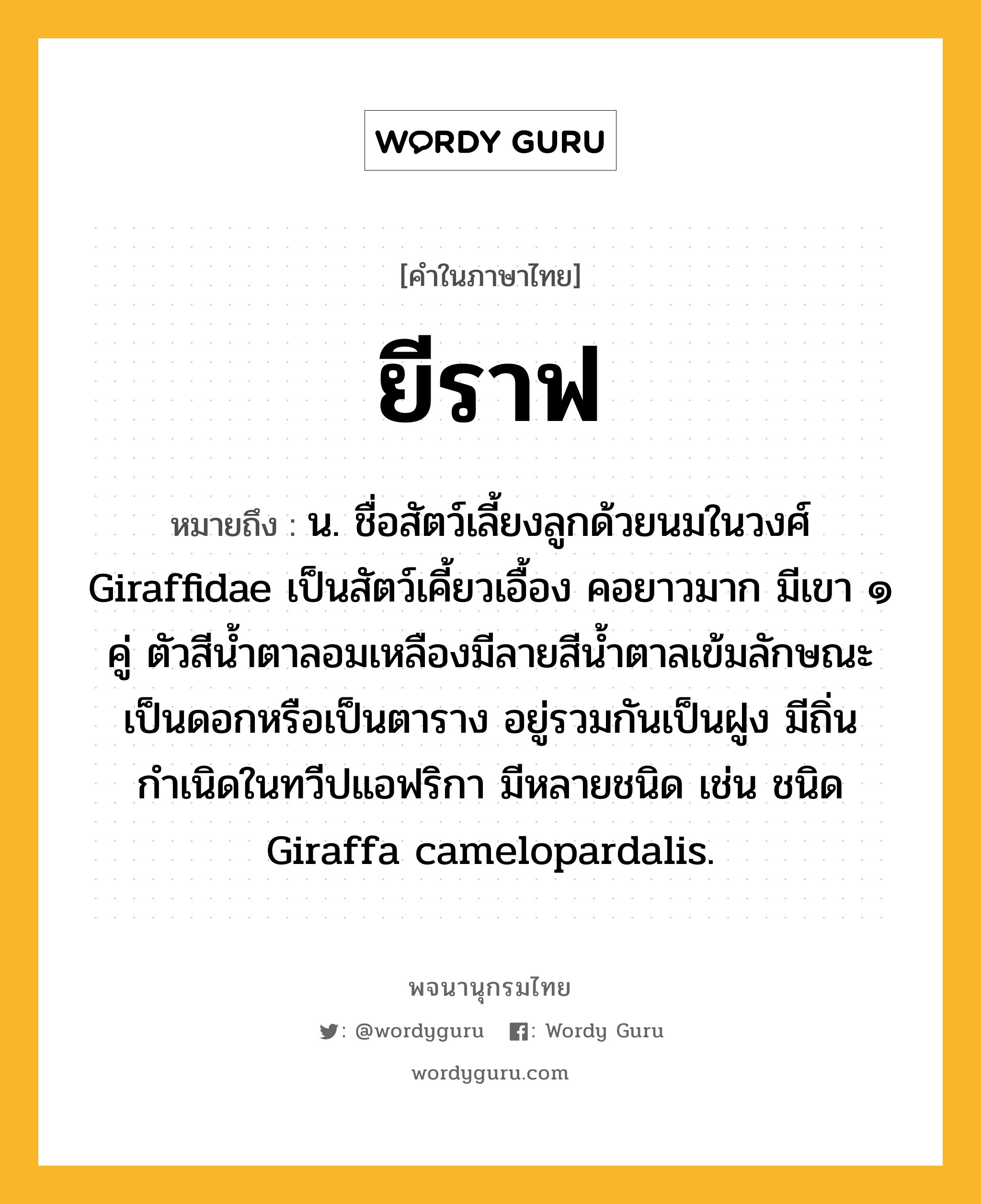 ยีราฟ หมายถึงอะไร?, คำในภาษาไทย ยีราฟ หมายถึง น. ชื่อสัตว์เลี้ยงลูกด้วยนมในวงศ์ Giraffidae เป็นสัตว์เคี้ยวเอื้อง คอยาวมาก มีเขา ๑ คู่ ตัวสีน้ำตาลอมเหลืองมีลายสีน้ำตาลเข้มลักษณะเป็นดอกหรือเป็นตาราง อยู่รวมกันเป็นฝูง มีถิ่นกำเนิดในทวีปแอฟริกา มีหลายชนิด เช่น ชนิด Giraffa camelopardalis.