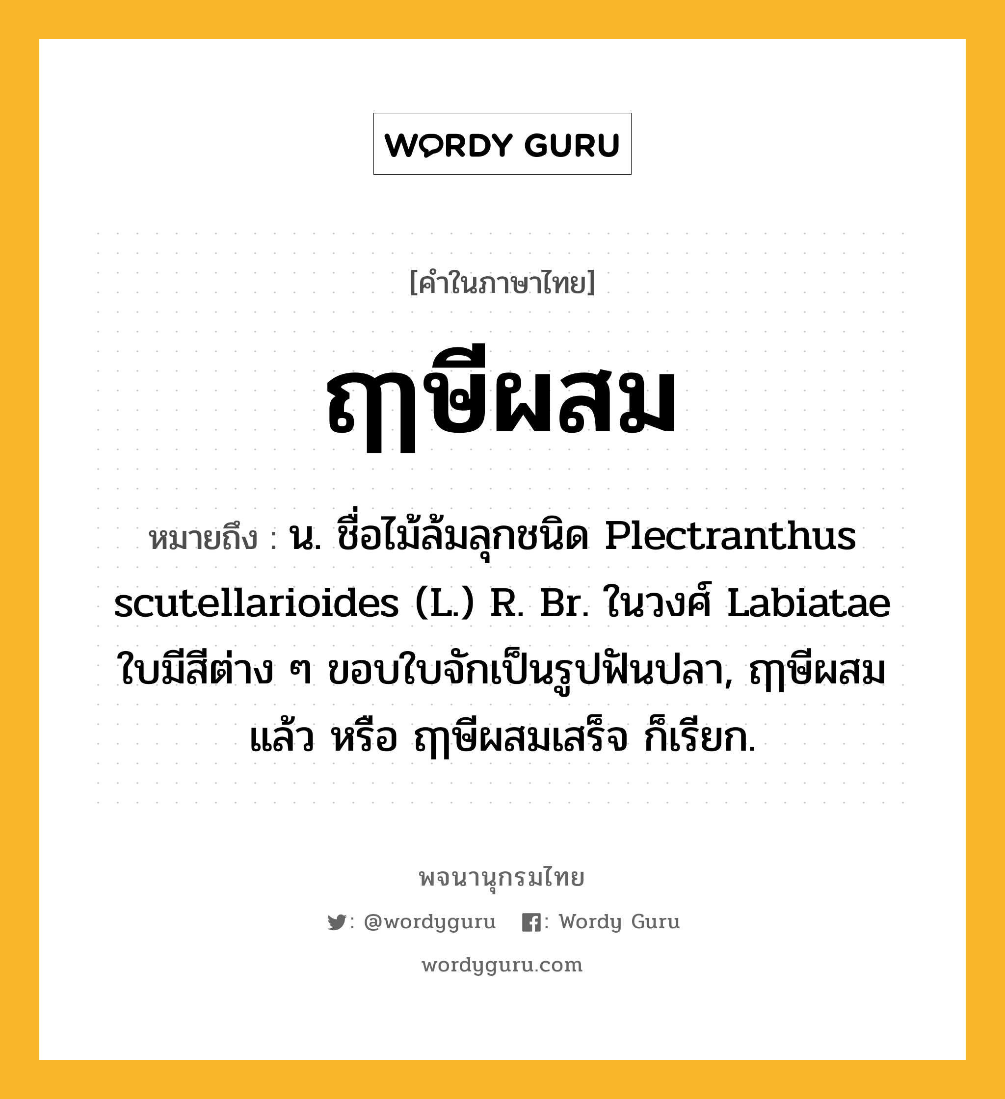 ฤๅษีผสม หมายถึงอะไร?, คำในภาษาไทย ฤๅษีผสม หมายถึง น. ชื่อไม้ล้มลุกชนิด Plectranthus scutellarioides (L.) R. Br. ในวงศ์ Labiatae ใบมีสีต่าง ๆ ขอบใบจักเป็นรูปฟันปลา, ฤๅษีผสมแล้ว หรือ ฤๅษีผสมเสร็จ ก็เรียก.