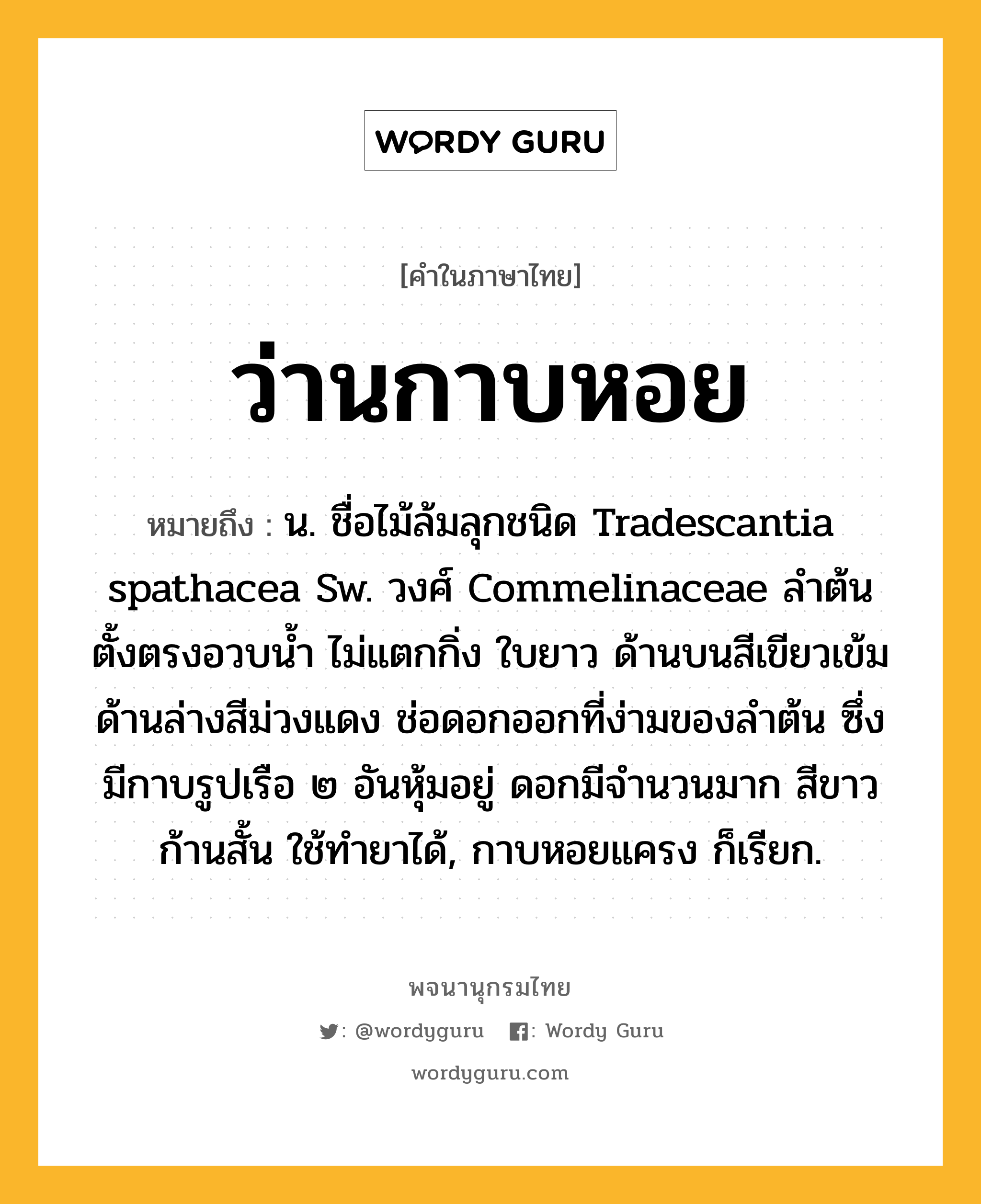 ว่านกาบหอย หมายถึงอะไร?, คำในภาษาไทย ว่านกาบหอย หมายถึง น. ชื่อไม้ล้มลุกชนิด Tradescantia spathacea Sw. วงศ์ Commelinaceae ลำต้นตั้งตรงอวบน้ำ ไม่แตกกิ่ง ใบยาว ด้านบนสีเขียวเข้ม ด้านล่างสีม่วงแดง ช่อดอกออกที่ง่ามของลำต้น ซึ่งมีกาบรูปเรือ ๒ อันหุ้มอยู่ ดอกมีจำนวนมาก สีขาว ก้านสั้น ใช้ทำยาได้, กาบหอยแครง ก็เรียก.