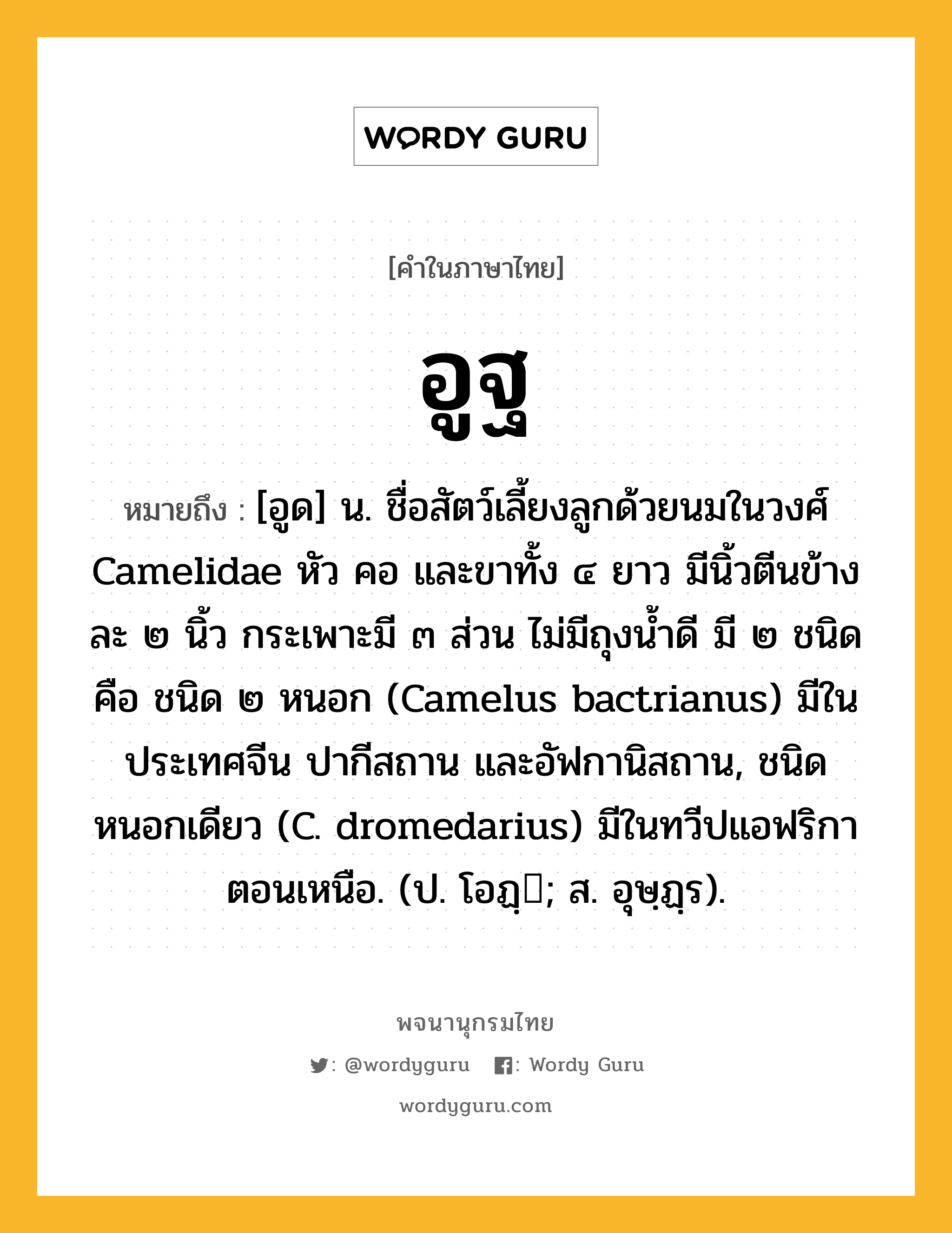 อูฐ หมายถึงอะไร?, คำในภาษาไทย อูฐ หมายถึง [อูด] น. ชื่อสัตว์เลี้ยงลูกด้วยนมในวงศ์ Camelidae หัว คอ และขาทั้ง ๔ ยาว มีนิ้วตีนข้างละ ๒ นิ้ว กระเพาะมี ๓ ส่วน ไม่มีถุงนํ้าดี มี ๒ ชนิด คือ ชนิด ๒ หนอก (Camelus bactrianus) มีในประเทศจีน ปากีสถาน และอัฟกานิสถาน, ชนิดหนอกเดียว (C. dromedarius) มีในทวีปแอฟริกาตอนเหนือ. (ป. โอฏฺ; ส. อุษฺฏฺร).