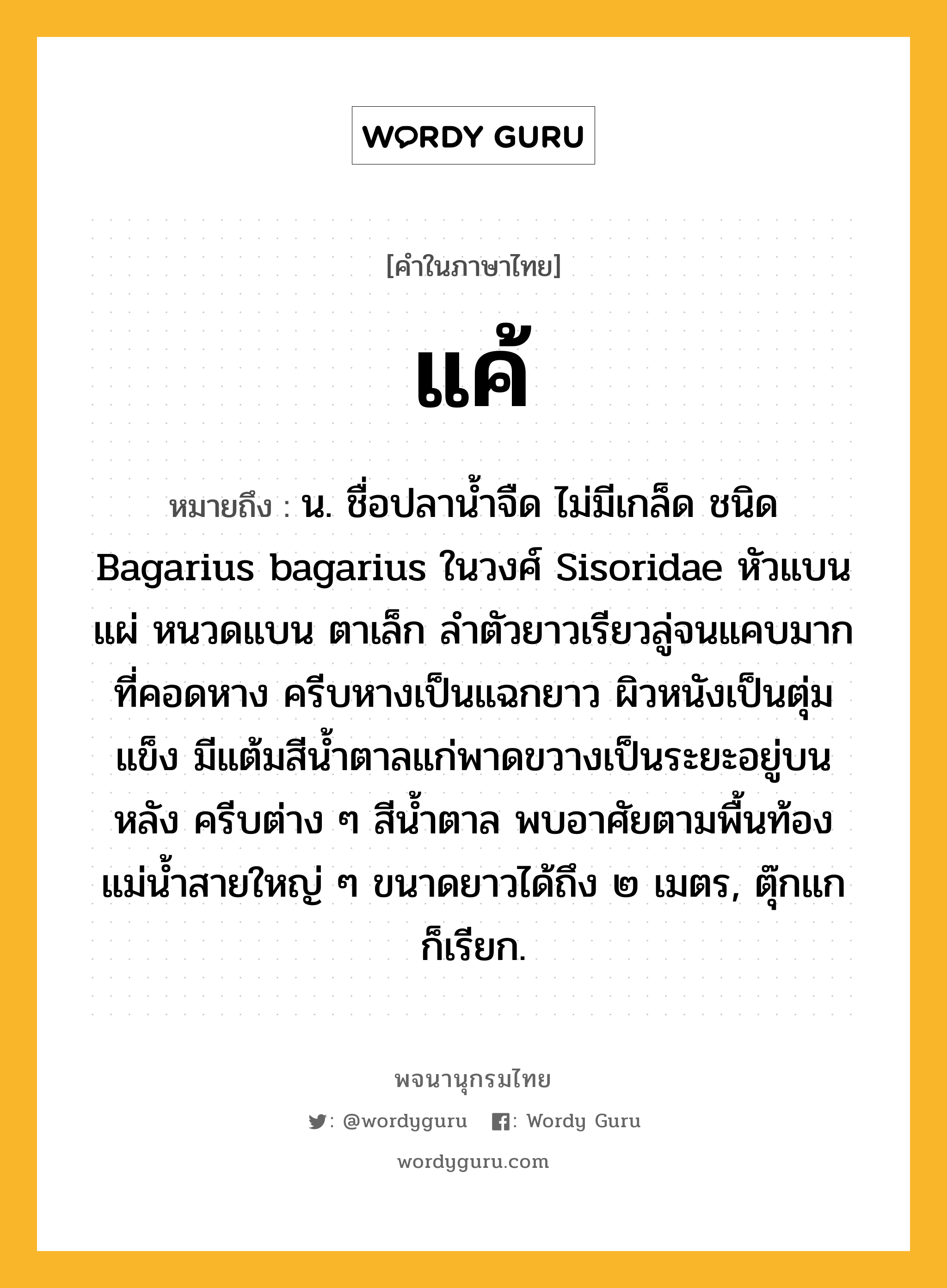 แค้ หมายถึงอะไร?, คำในภาษาไทย แค้ หมายถึง น. ชื่อปลานํ้าจืด ไม่มีเกล็ด ชนิด Bagarius bagarius ในวงศ์ Sisoridae หัวแบนแผ่ หนวดแบน ตาเล็ก ลําตัวยาวเรียวลู่จนแคบมากที่คอดหาง ครีบหางเป็นแฉกยาว ผิวหนังเป็นตุ่มแข็ง มีแต้มสีนํ้าตาลแก่พาดขวางเป็นระยะอยู่บนหลัง ครีบต่าง ๆ สีนํ้าตาล พบอาศัยตามพื้นท้องแม่นํ้าสายใหญ่ ๆ ขนาดยาวได้ถึง ๒ เมตร, ตุ๊กแก ก็เรียก.