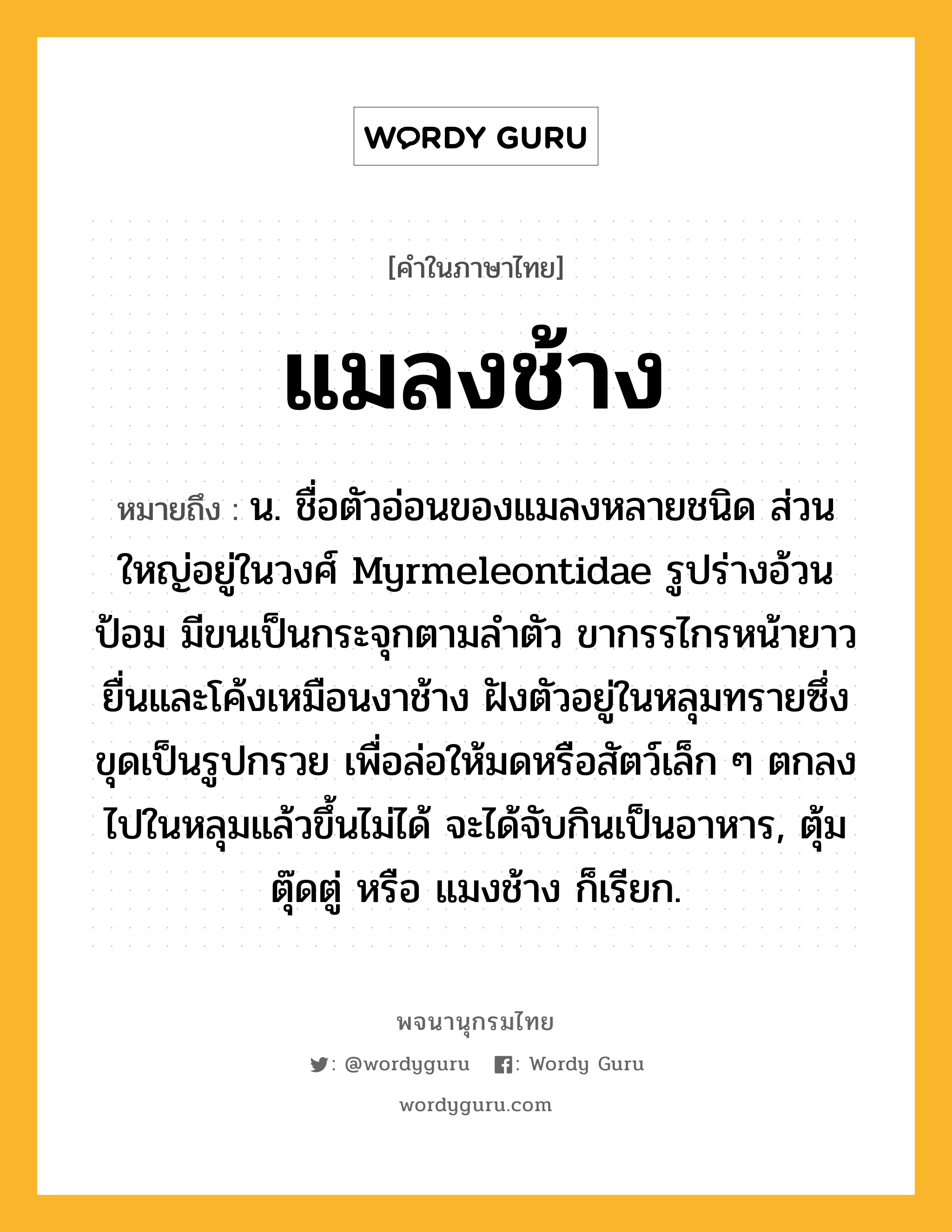 แมลงช้าง หมายถึงอะไร?, คำในภาษาไทย แมลงช้าง หมายถึง น. ชื่อตัวอ่อนของแมลงหลายชนิด ส่วนใหญ่อยู่ในวงศ์ Myrmeleontidae รูปร่างอ้วน ป้อม มีขนเป็นกระจุกตามลําตัว ขากรรไกรหน้ายาวยื่นและโค้งเหมือนงาช้าง ฝังตัวอยู่ในหลุมทรายซึ่งขุดเป็นรูปกรวย เพื่อล่อให้มดหรือสัตว์เล็ก ๆ ตกลงไปในหลุมแล้วขึ้นไม่ได้ จะได้จับกินเป็นอาหาร, ตุ้ม ตุ๊ดตู่ หรือ แมงช้าง ก็เรียก.