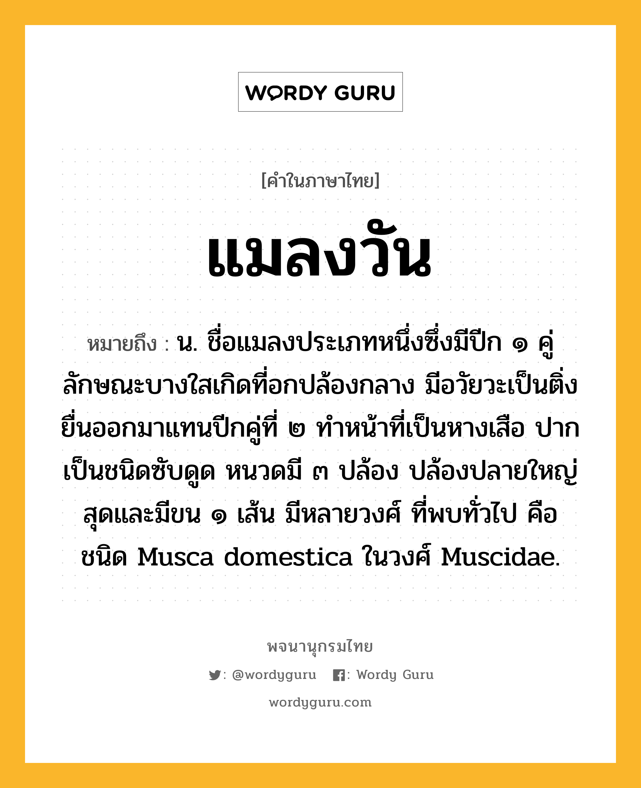 แมลงวัน หมายถึงอะไร?, คำในภาษาไทย แมลงวัน หมายถึง น. ชื่อแมลงประเภทหนึ่งซึ่งมีปีก ๑ คู่ ลักษณะบางใสเกิดที่อกปล้องกลาง มีอวัยวะเป็นติ่งยื่นออกมาแทนปีกคู่ที่ ๒ ทําหน้าที่เป็นหางเสือ ปากเป็นชนิดซับดูด หนวดมี ๓ ปล้อง ปล้องปลายใหญ่สุดและมีขน ๑ เส้น มีหลายวงศ์ ที่พบทั่วไป คือ ชนิด Musca domestica ในวงศ์ Muscidae.