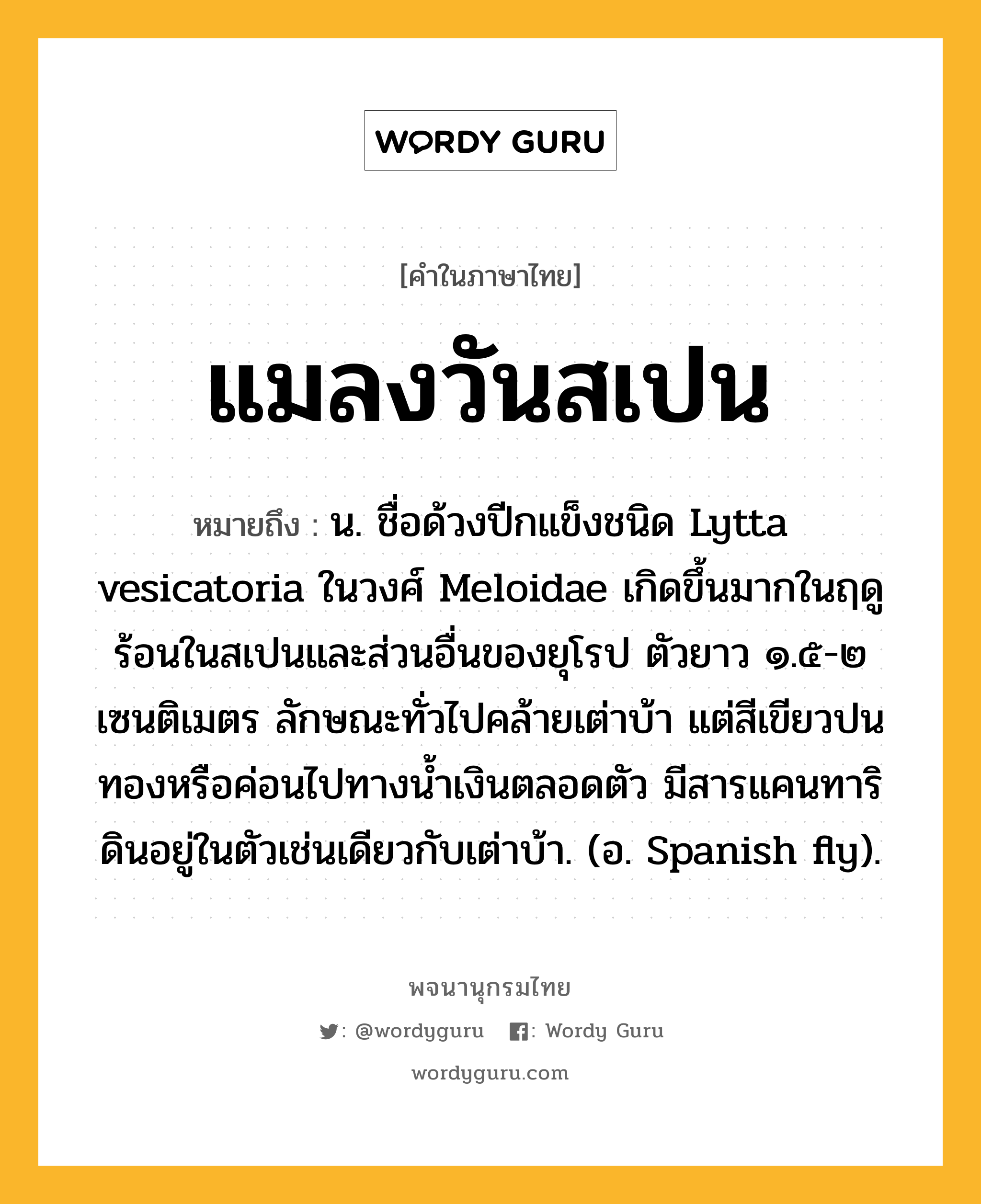 แมลงวันสเปน หมายถึงอะไร?, คำในภาษาไทย แมลงวันสเปน หมายถึง น. ชื่อด้วงปีกแข็งชนิด Lytta vesicatoria ในวงศ์ Meloidae เกิดขึ้นมากในฤดูร้อนในสเปนและส่วนอื่นของยุโรป ตัวยาว ๑.๕-๒ เซนติเมตร ลักษณะทั่วไปคล้ายเต่าบ้า แต่สีเขียวปนทองหรือค่อนไปทางนํ้าเงินตลอดตัว มีสารแคนทาริดินอยู่ในตัวเช่นเดียวกับเต่าบ้า. (อ. Spanish fly).