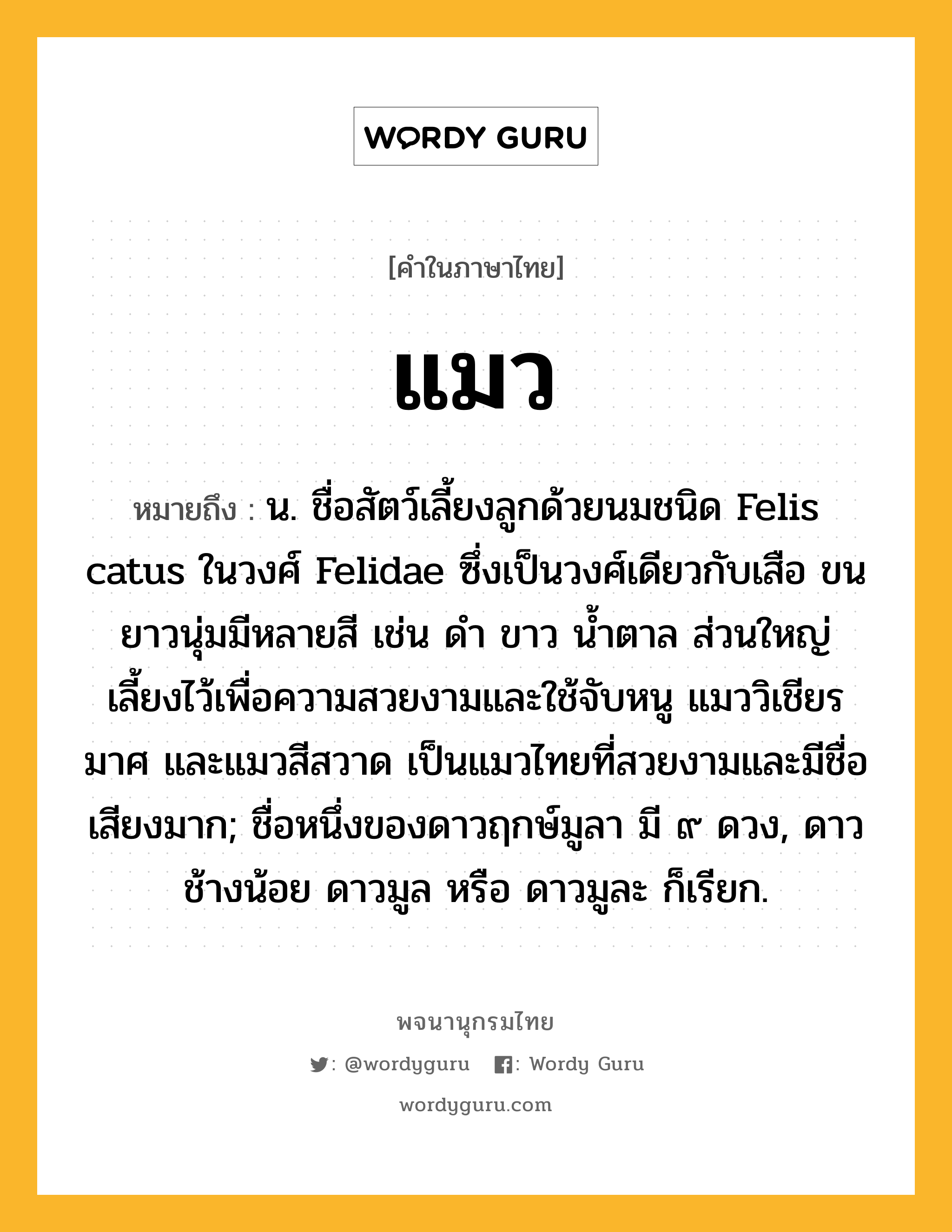 แมว หมายถึงอะไร?, คำในภาษาไทย แมว หมายถึง น. ชื่อสัตว์เลี้ยงลูกด้วยนมชนิด Felis catus ในวงศ์ Felidae ซึ่งเป็นวงศ์เดียวกับเสือ ขนยาวนุ่มมีหลายสี เช่น ดํา ขาว นํ้าตาล ส่วนใหญ่เลี้ยงไว้เพื่อความสวยงามและใช้จับหนู แมววิเชียรมาศ และแมวสีสวาด เป็นแมวไทยที่สวยงามและมีชื่อเสียงมาก; ชื่อหนึ่งของดาวฤกษ์มูลา มี ๙ ดวง, ดาวช้างน้อย ดาวมูล หรือ ดาวมูละ ก็เรียก.