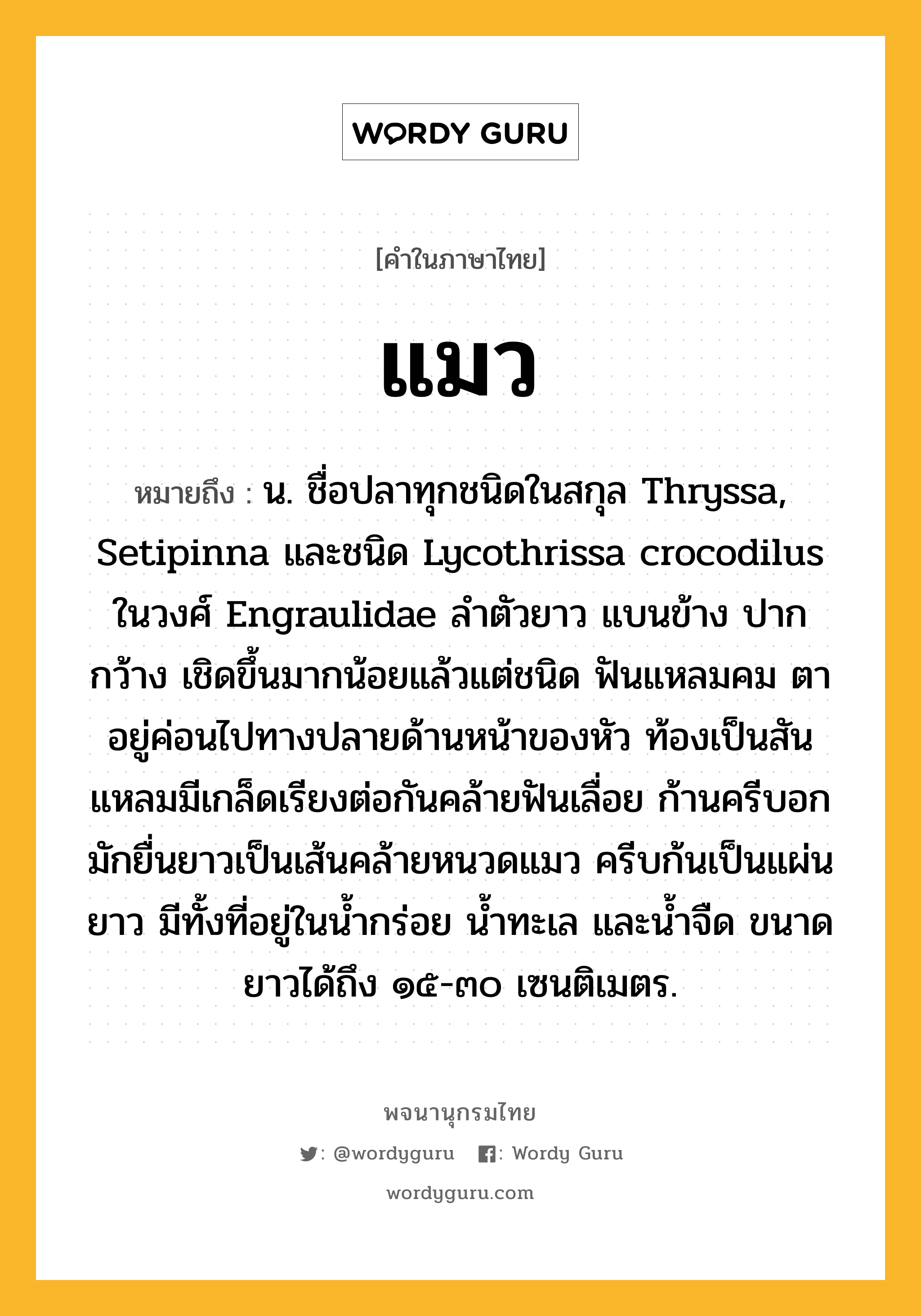 แมว หมายถึงอะไร?, คำในภาษาไทย แมว หมายถึง น. ชื่อปลาทุกชนิดในสกุล Thryssa, Setipinna และชนิด Lycothrissa crocodilus ในวงศ์ Engraulidae ลําตัวยาว แบนข้าง ปากกว้าง เชิดขึ้นมากน้อยแล้วแต่ชนิด ฟันแหลมคม ตาอยู่ค่อนไปทางปลายด้านหน้าของหัว ท้องเป็นสันแหลมมีเกล็ดเรียงต่อกันคล้ายฟันเลื่อย ก้านครีบอกมักยื่นยาวเป็นเส้นคล้ายหนวดแมว ครีบก้นเป็นแผ่นยาว มีทั้งที่อยู่ในนํ้ากร่อย นํ้าทะเล และนํ้าจืด ขนาดยาวได้ถึง ๑๕-๓๐ เซนติเมตร.