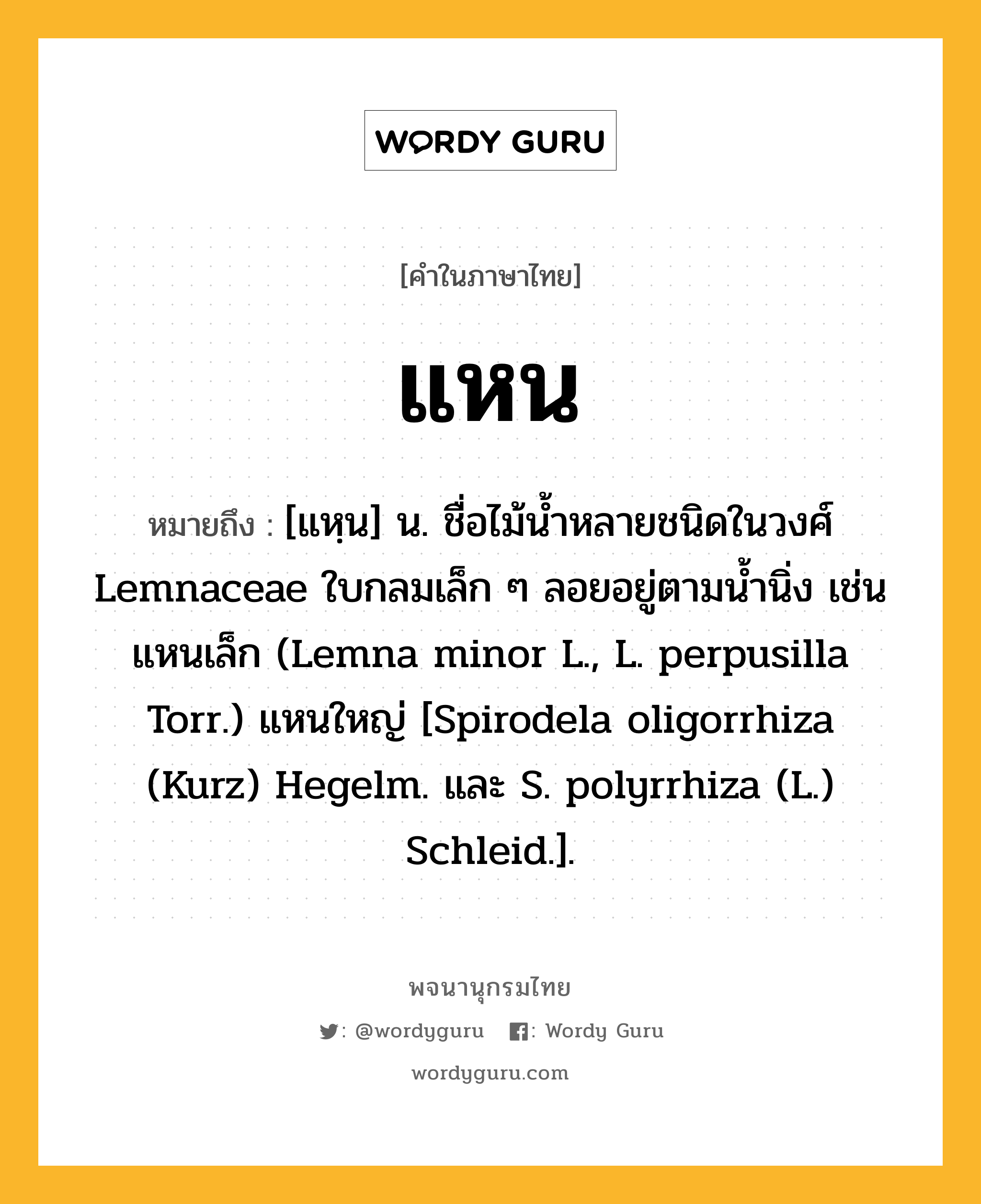 แหน หมายถึงอะไร?, คำในภาษาไทย แหน หมายถึง [แหฺน] น. ชื่อไม้นํ้าหลายชนิดในวงศ์ Lemnaceae ใบกลมเล็ก ๆ ลอยอยู่ตามนํ้านิ่ง เช่น แหนเล็ก (Lemna minor L., L. perpusilla Torr.) แหนใหญ่ [Spirodela oligorrhiza (Kurz) Hegelm. และ S. polyrrhiza (L.) Schleid.].