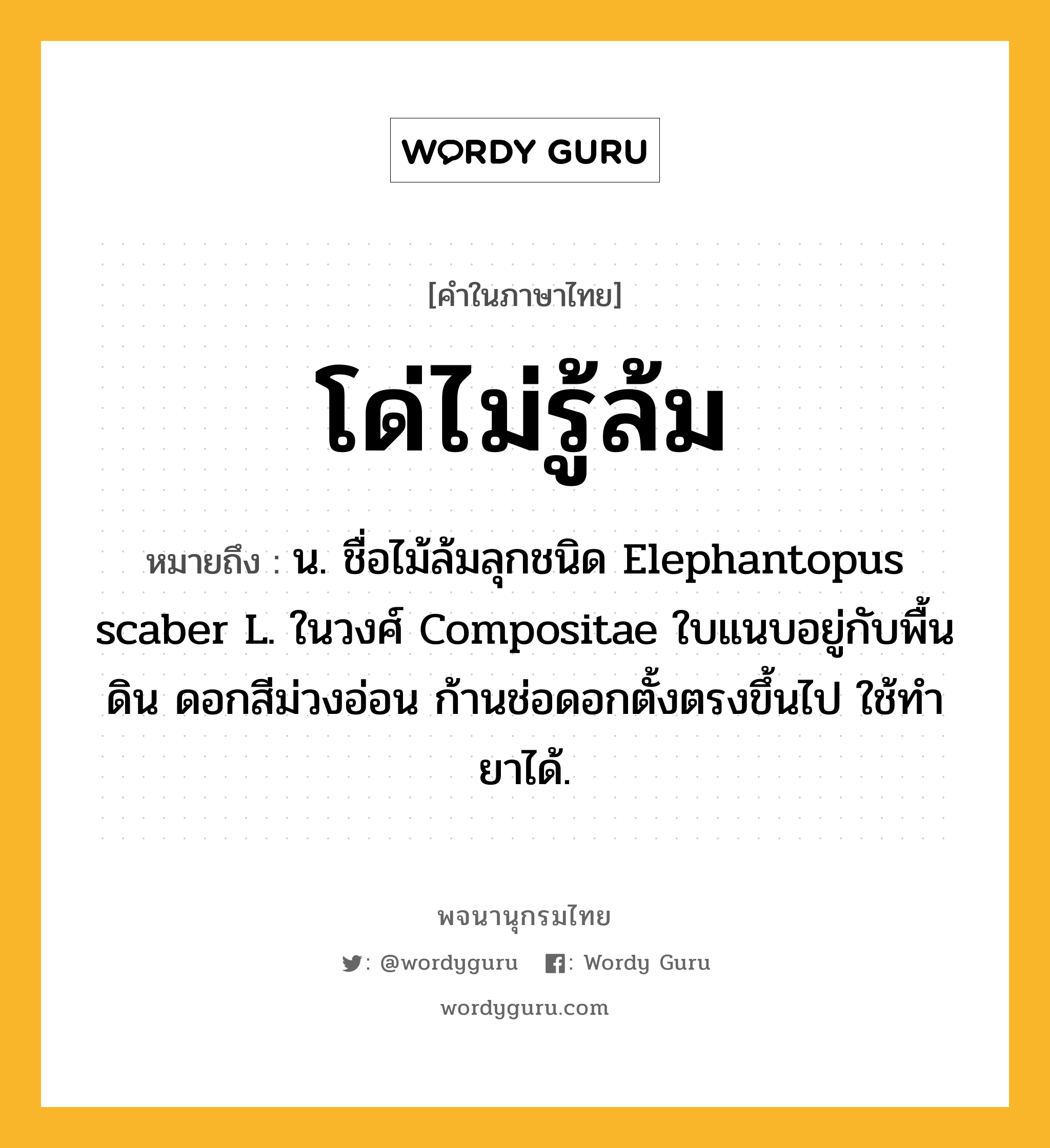 โด่ไม่รู้ล้ม หมายถึงอะไร?, คำในภาษาไทย โด่ไม่รู้ล้ม หมายถึง น. ชื่อไม้ล้มลุกชนิด Elephantopus scaber L. ในวงศ์ Compositae ใบแนบอยู่กับพื้นดิน ดอกสีม่วงอ่อน ก้านช่อดอกตั้งตรงขึ้นไป ใช้ทํายาได้.