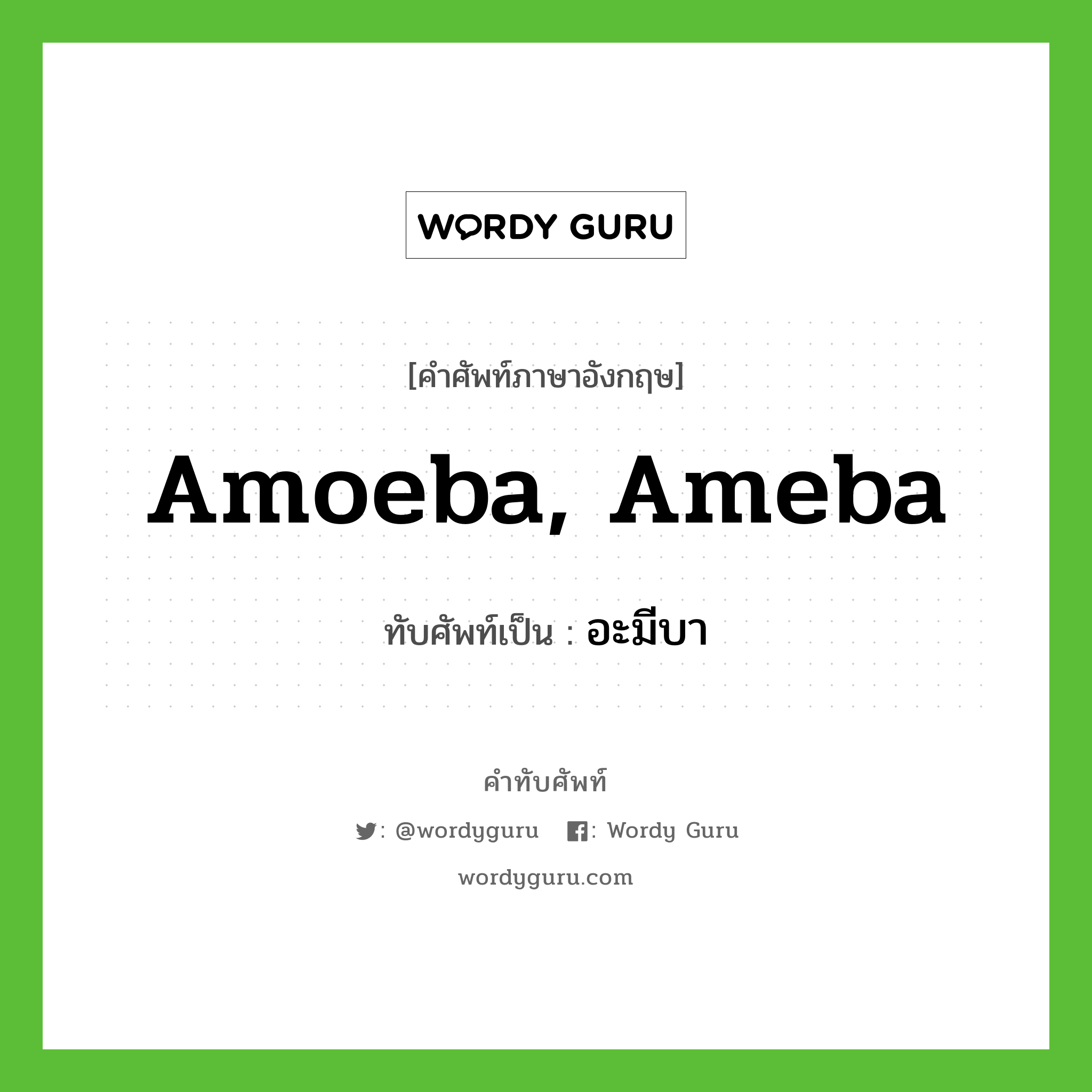 amoeba, ameba เขียนเป็นคำไทยว่าอะไร?, คำศัพท์ภาษาอังกฤษ amoeba, ameba ทับศัพท์เป็น อะมีบา